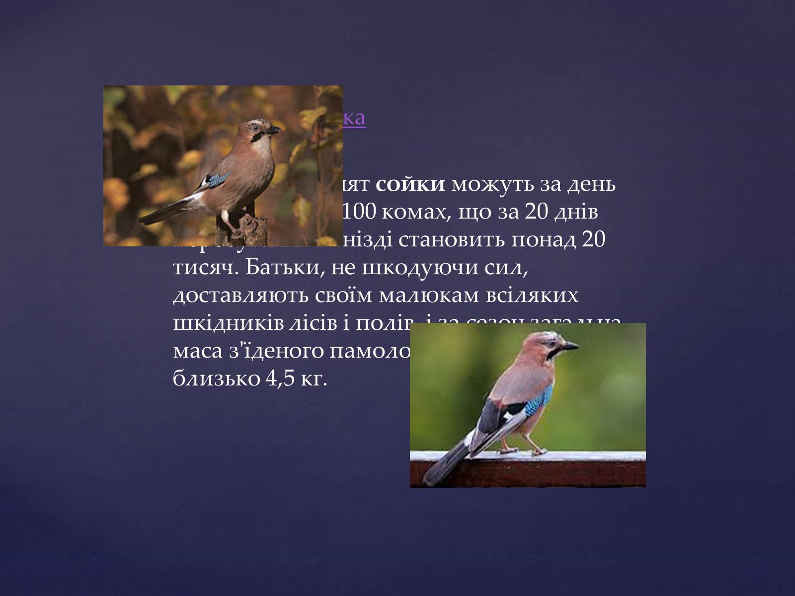 Презентація на тему «Цікаве про птахів» - Слайд #7