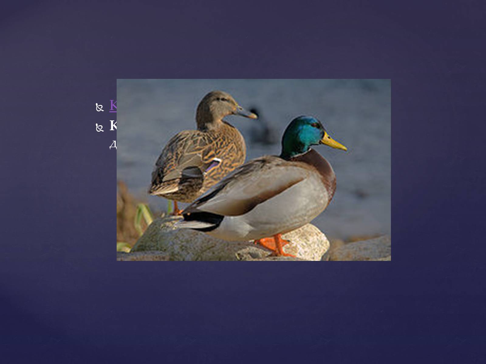 Презентація на тему «Цікаве про птахів» - Слайд #10