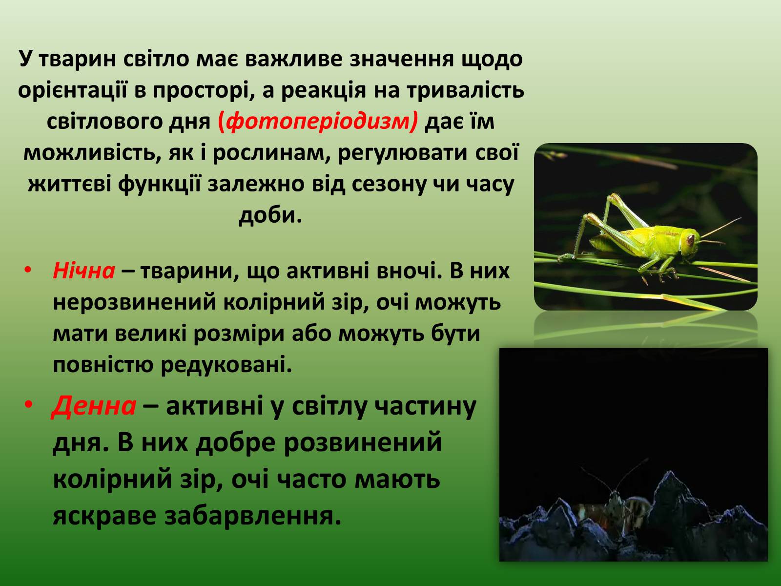 Презентація на тему «Наземно-повітряне середовище існування» (варіант 1) - Слайд #7