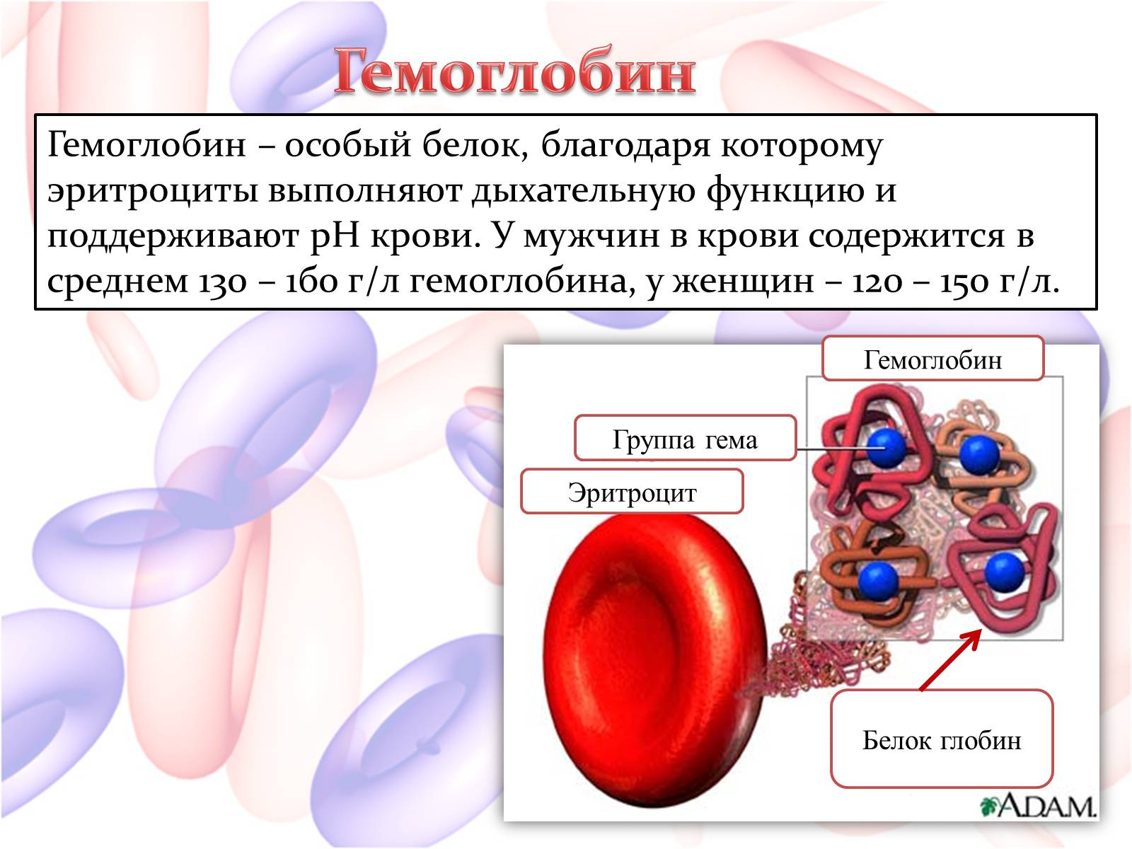 Эритроциты понижены у мужчины причины. Уровни гемоглобина схема. Строение эритроцита и гемоглобина. Функции гемоглобина в крови человека. Строение клетки гемоглобина.