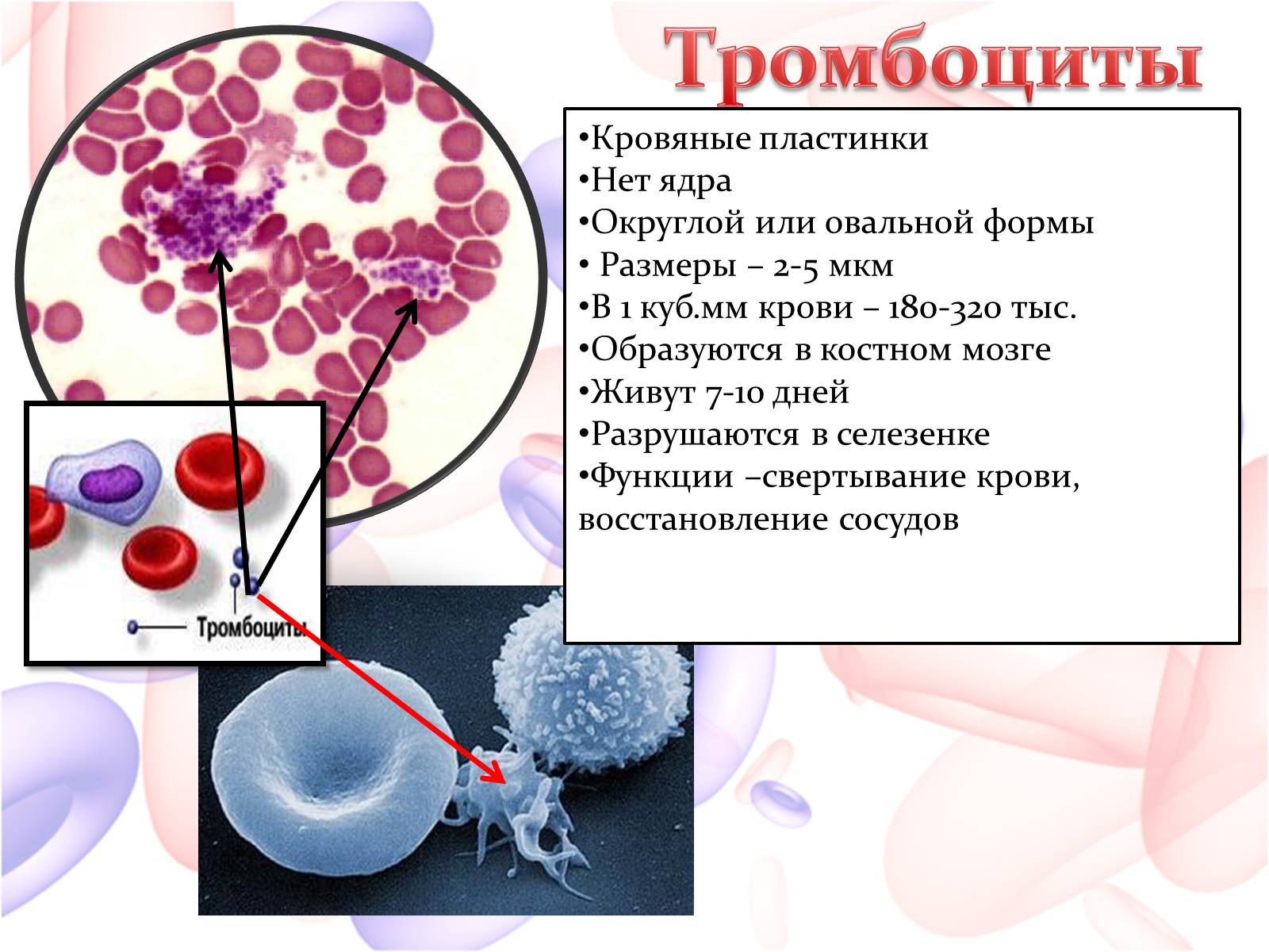 Играют роль в свертывании крови. Тромбоциты. Тромбоциты в крови. Тромбоциты крови человека. Тромвасити.
