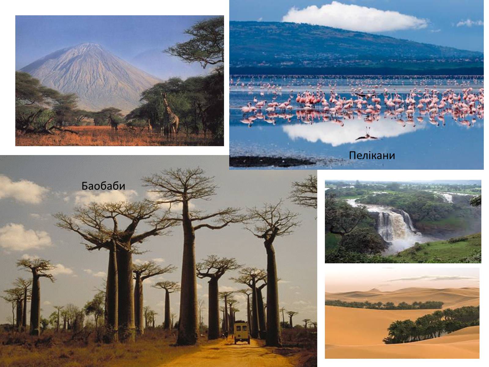 Презентація на тему «Тваринний і рослинний світ природних зон Африки» - Слайд #2