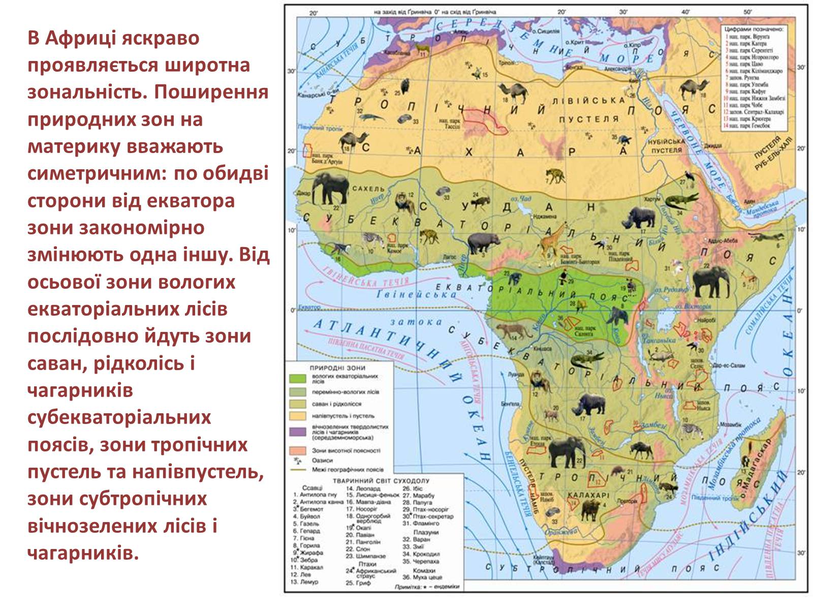 Презентація на тему «Тваринний і рослинний світ природних зон Африки» - Слайд #3