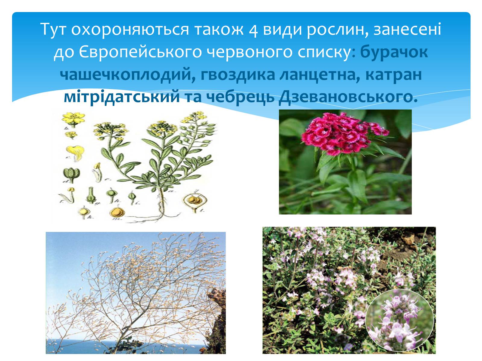 Презентація на тему «Казантипський природний заповідник» - Слайд #12
