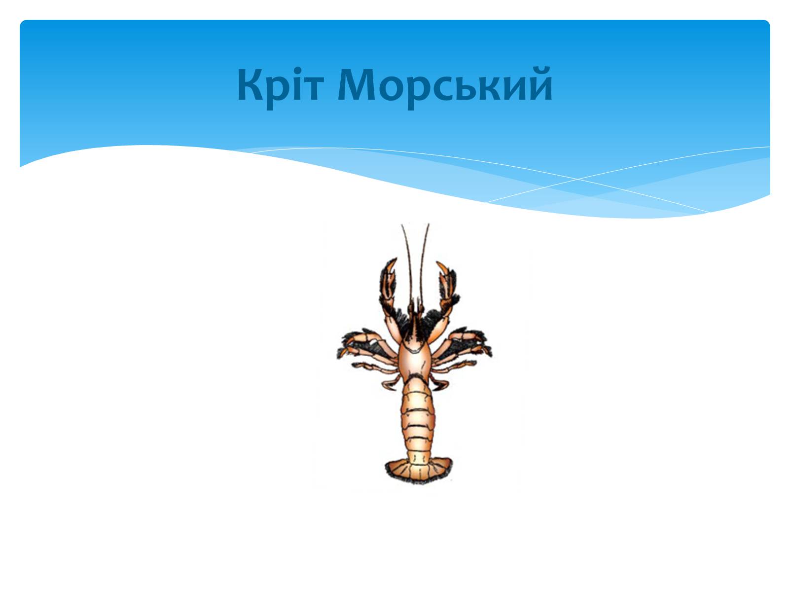 Презентація на тему «Казантипський природний заповідник» - Слайд #16