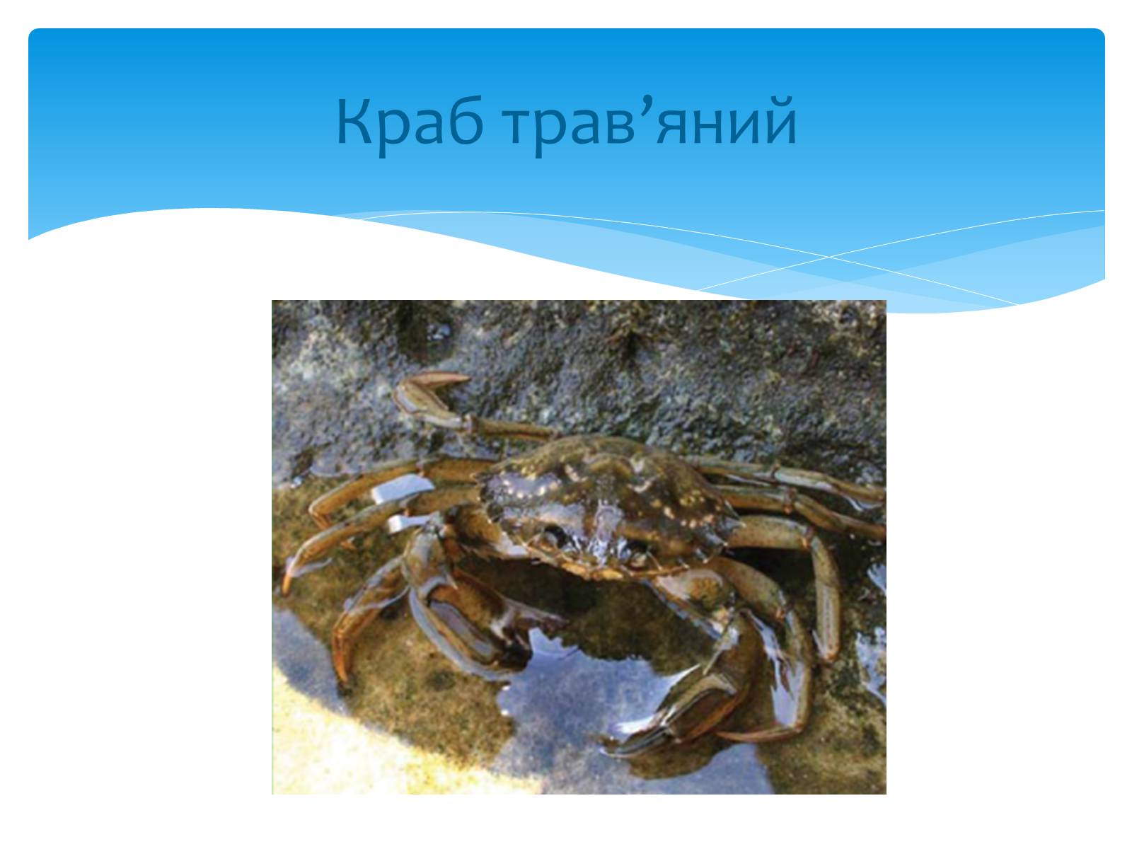 Презентація на тему «Казантипський природний заповідник» - Слайд #17