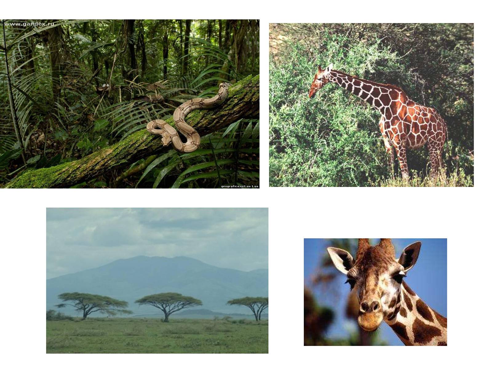 Презентація на тему «Тваринний і рослинний світ природних зон Африки» - Слайд #15