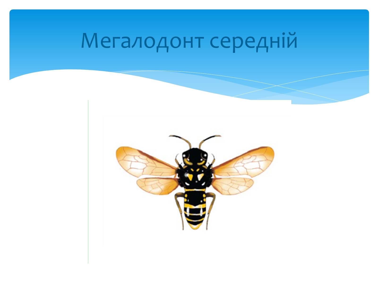 Презентація на тему «Казантипський природний заповідник» - Слайд #22