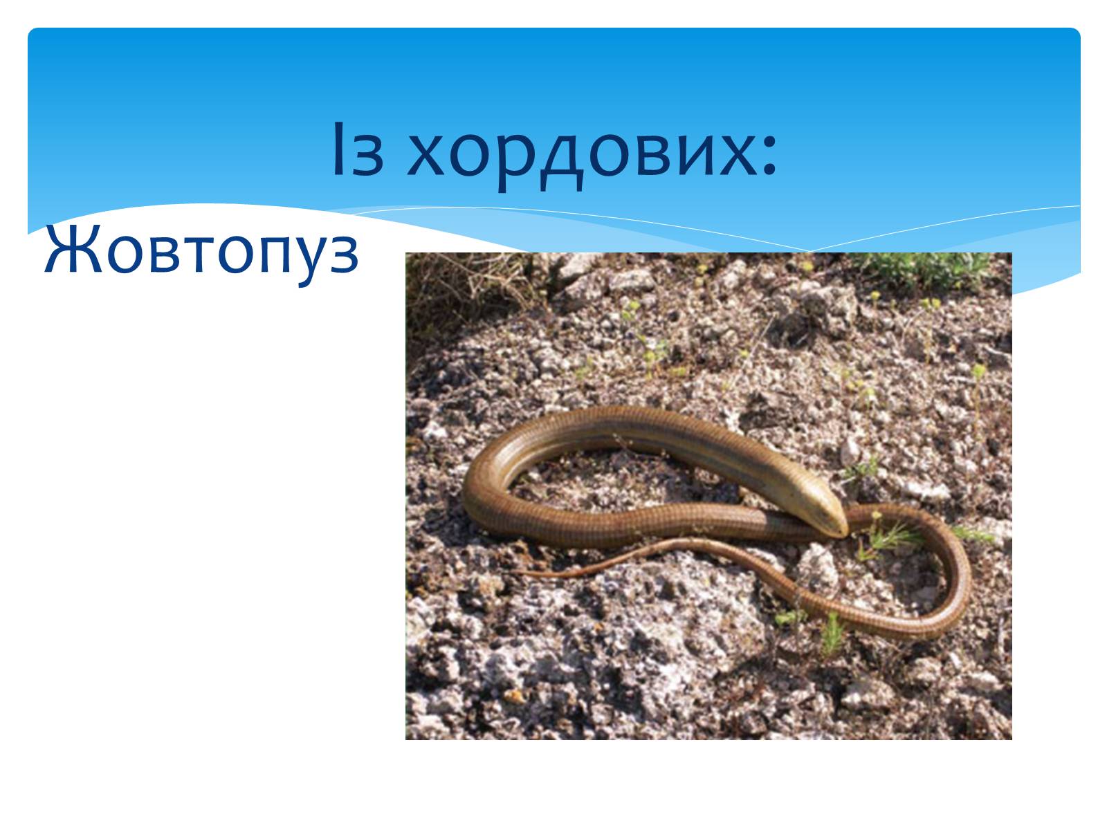 Презентація на тему «Казантипський природний заповідник» - Слайд #24