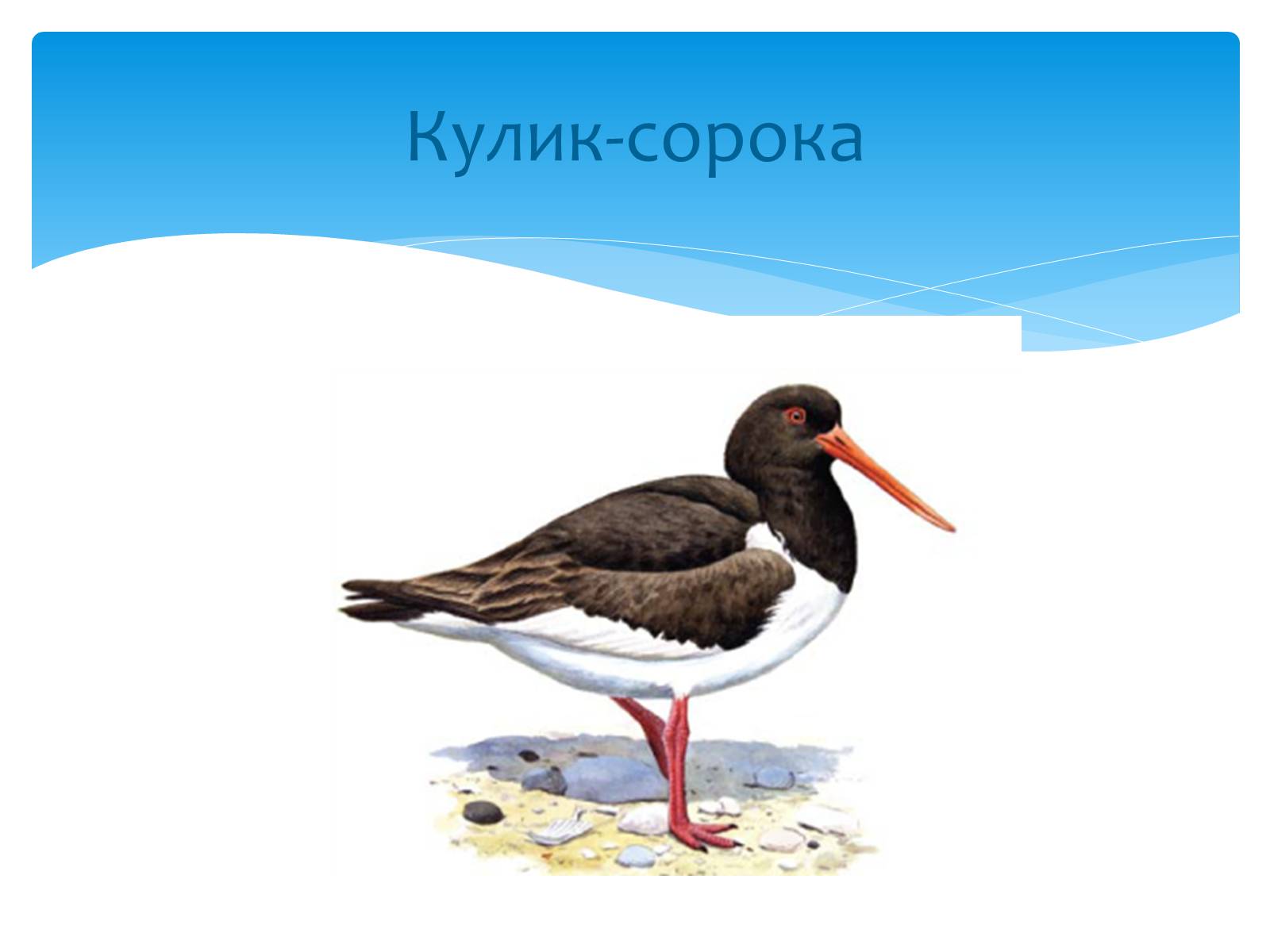 Презентація на тему «Казантипський природний заповідник» - Слайд #27