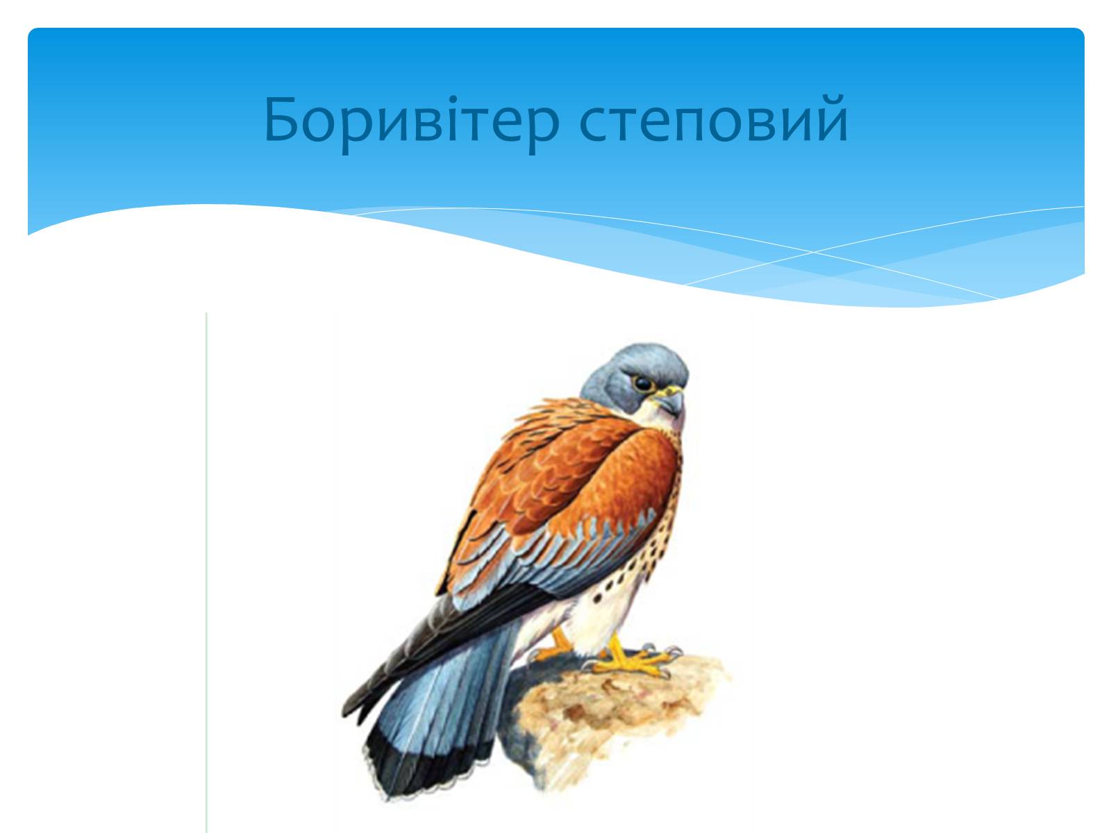 Презентація на тему «Казантипський природний заповідник» - Слайд #29