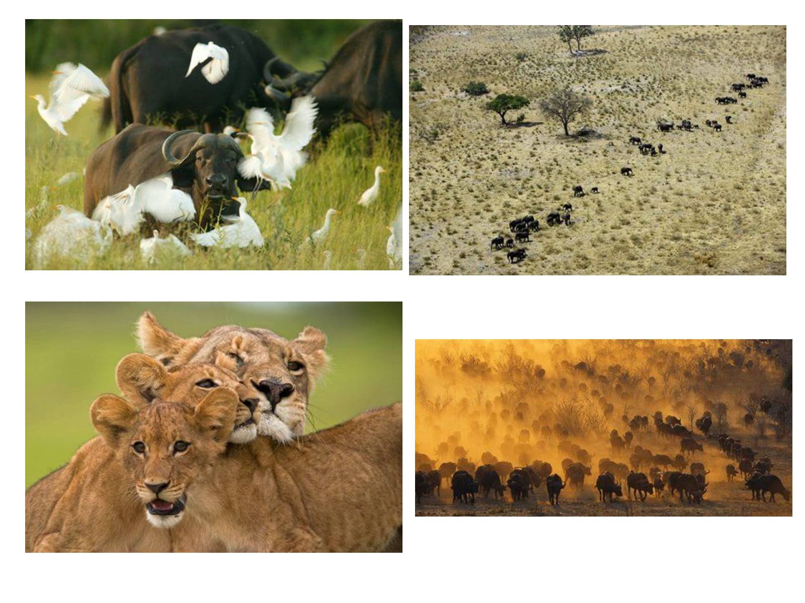 Презентація на тему «Тваринний і рослинний світ природних зон Африки» - Слайд #23