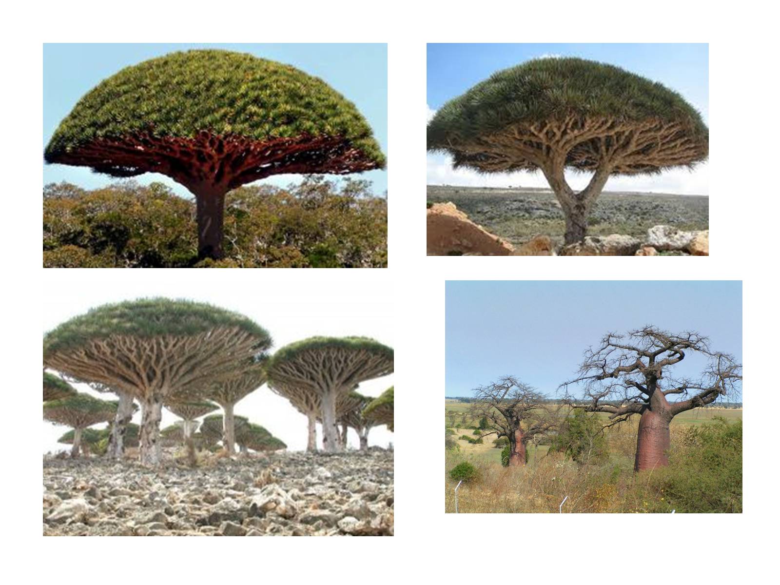 Презентація на тему «Тваринний і рослинний світ природних зон Африки» - Слайд #24