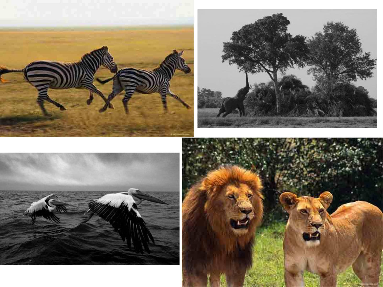 Презентація на тему «Тваринний і рослинний світ природних зон Африки» - Слайд #25