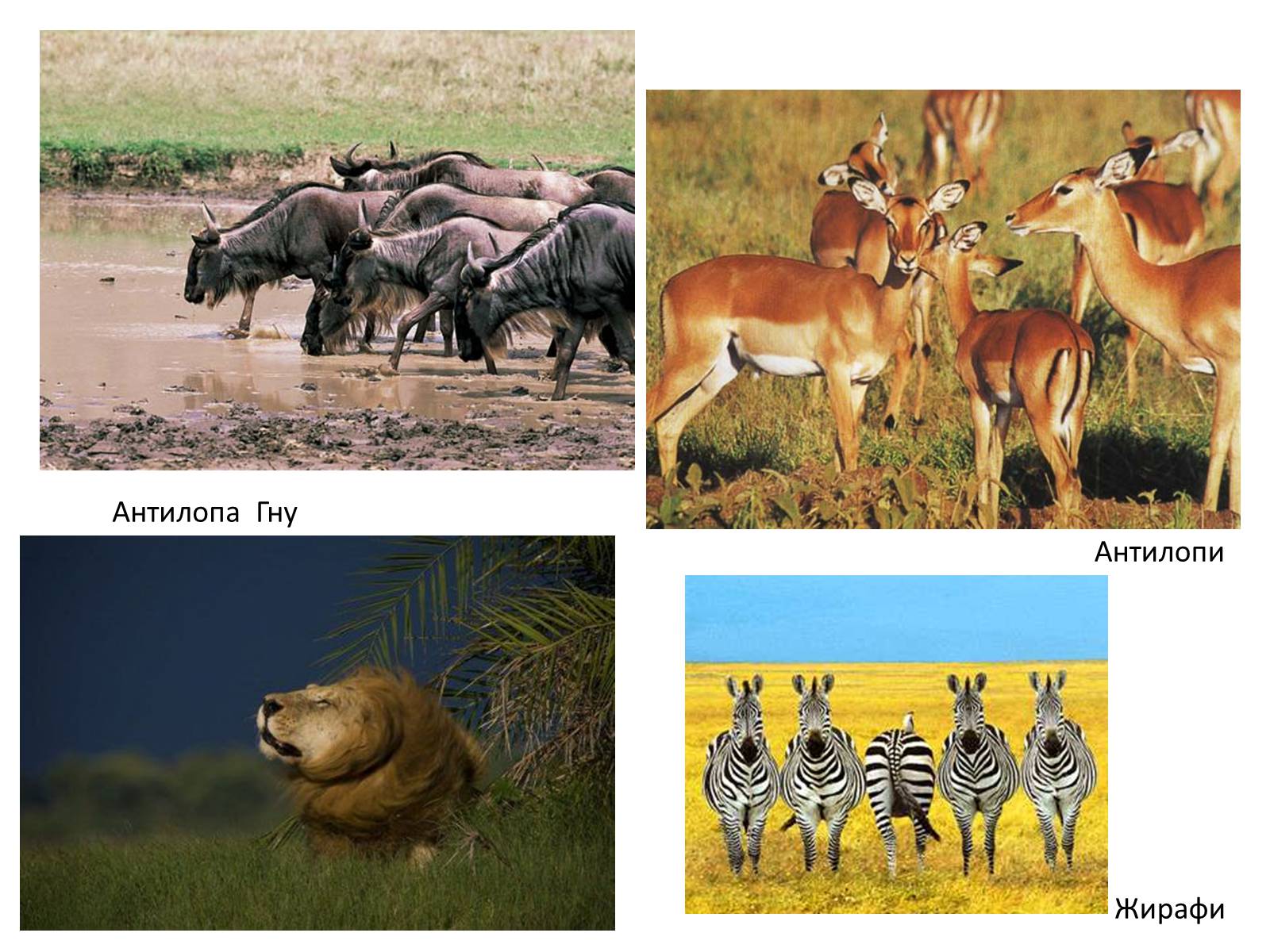 Презентація на тему «Тваринний і рослинний світ природних зон Африки» - Слайд #26