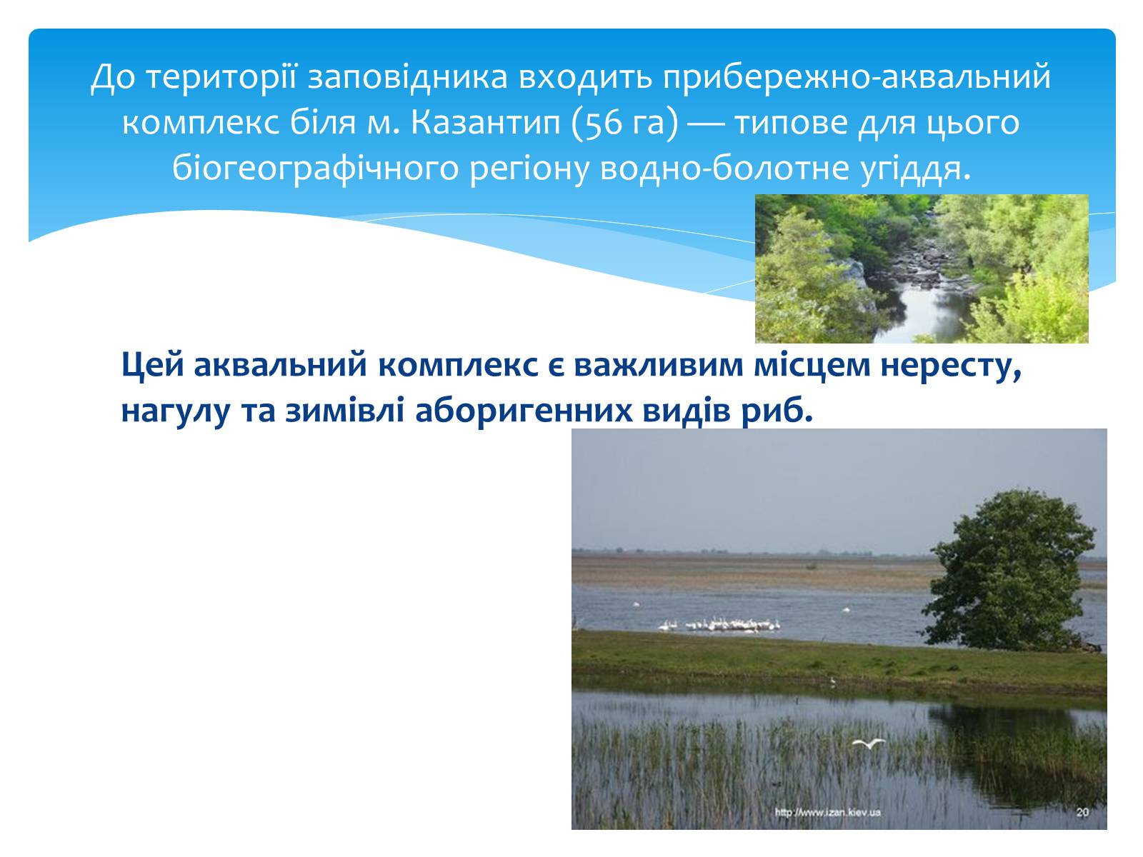 Презентація на тему «Казантипський природний заповідник» - Слайд #32