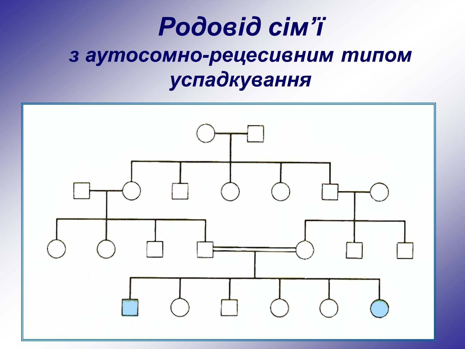 Презентація на тему «Генетика людини» (варіант 1) - Слайд #18