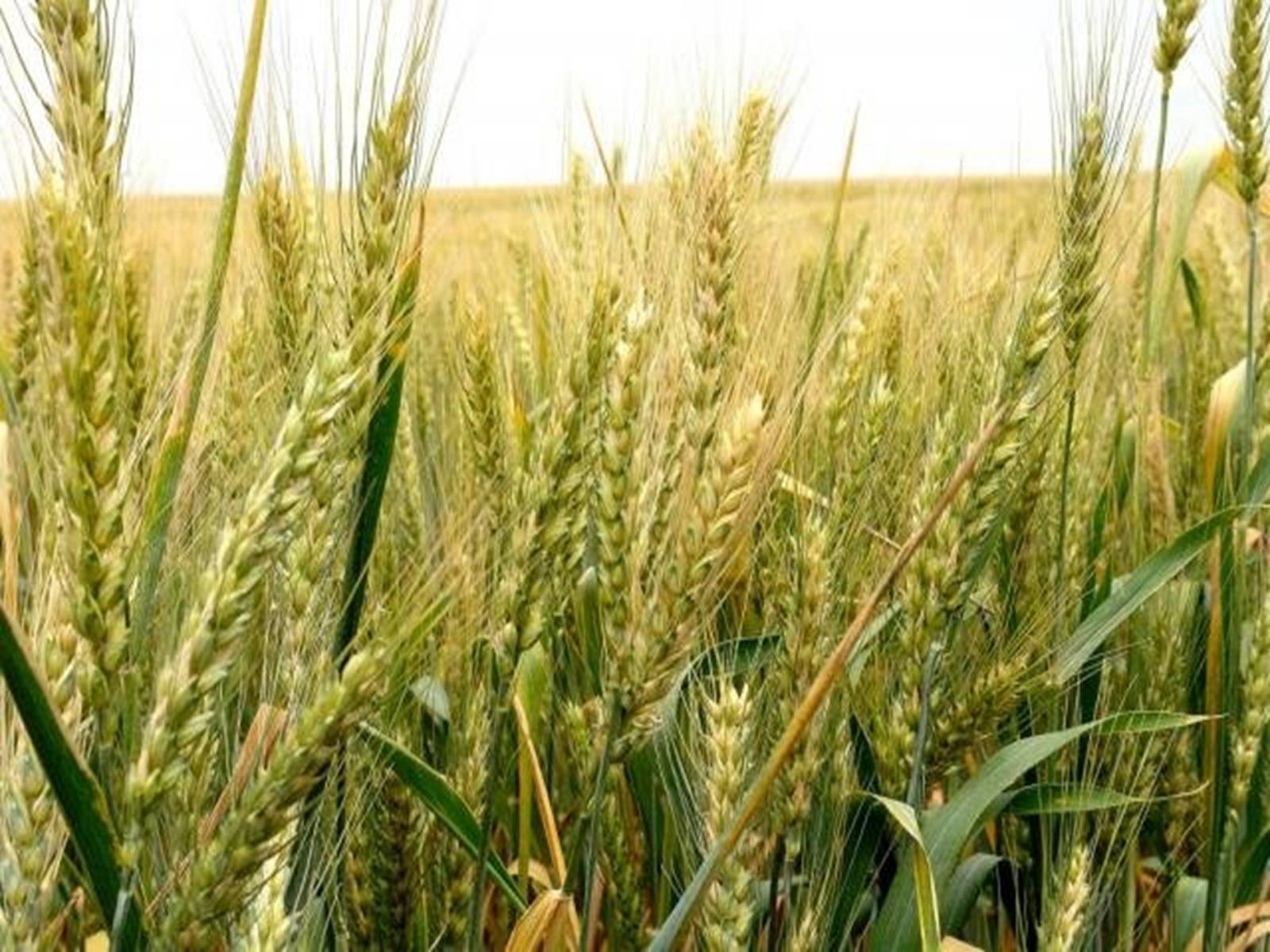 Презентація на тему «Зернове господарство України» - Слайд #3