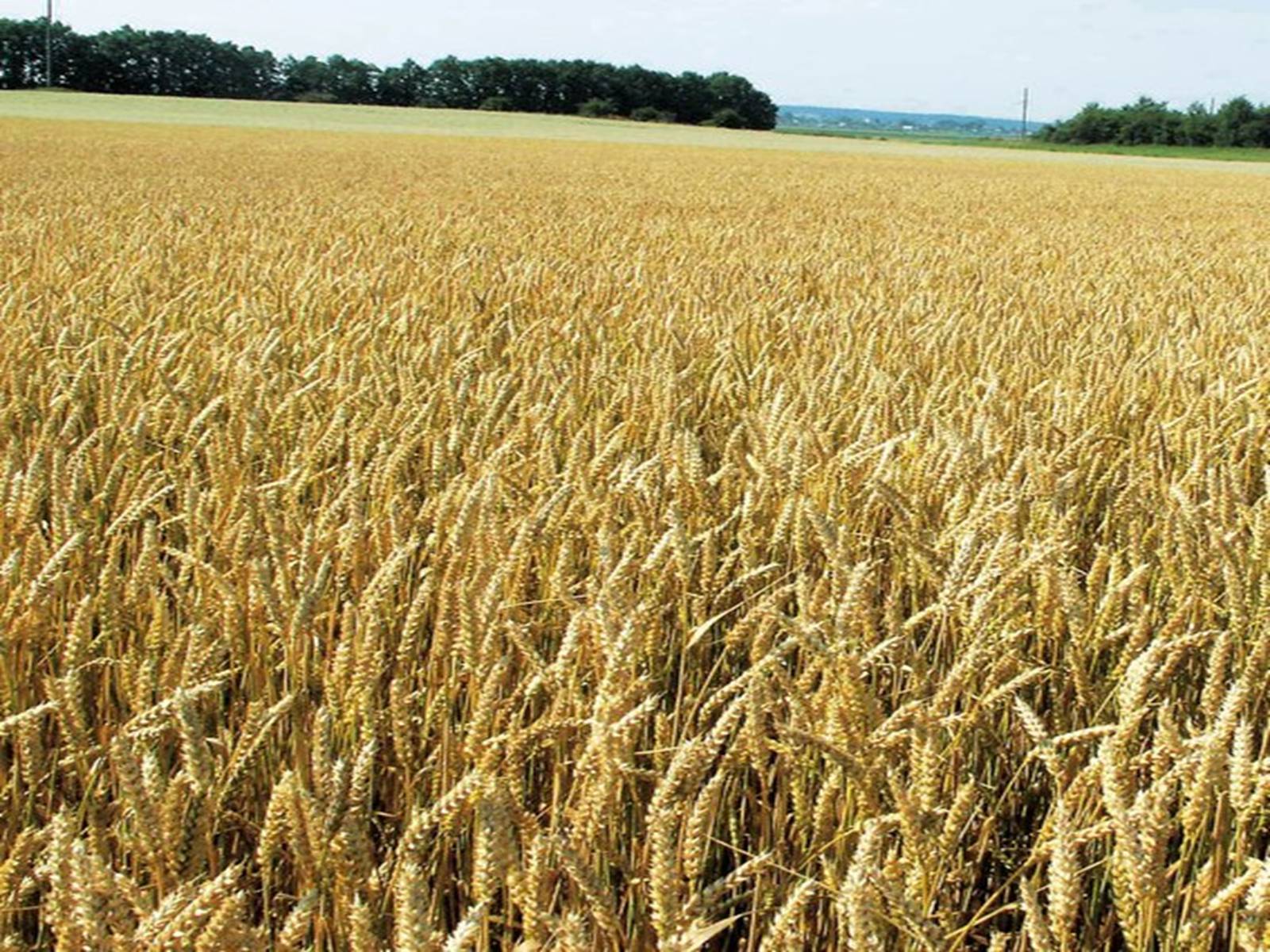 Презентація на тему «Зернове господарство України» - Слайд #7