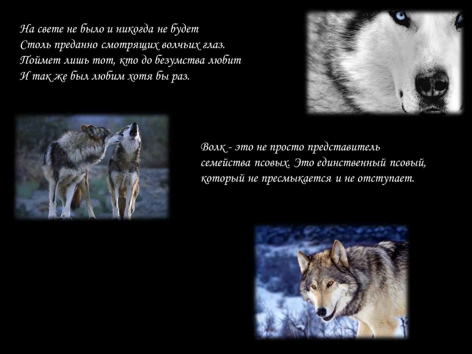Презентація на тему «По волчьей тропе людскими шагами» - Слайд #3