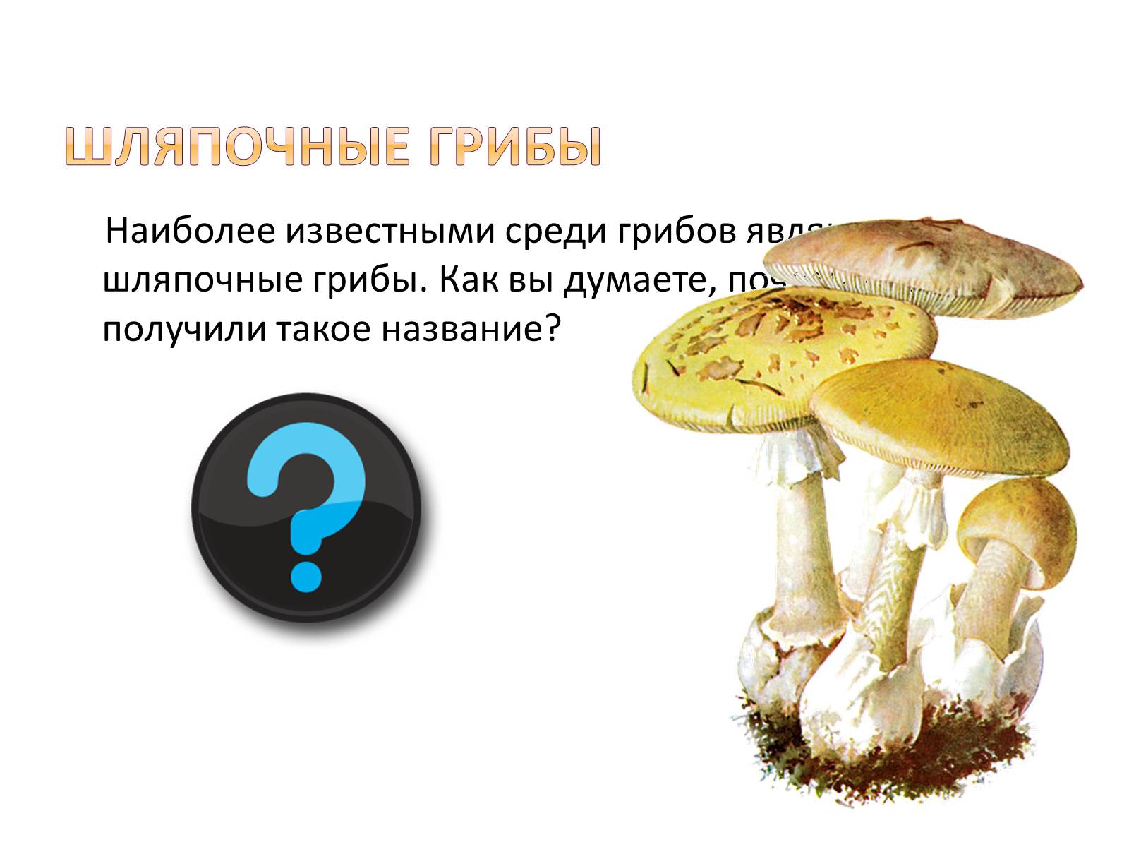 Презентація на тему «Шляпочные грибы» - Слайд #3