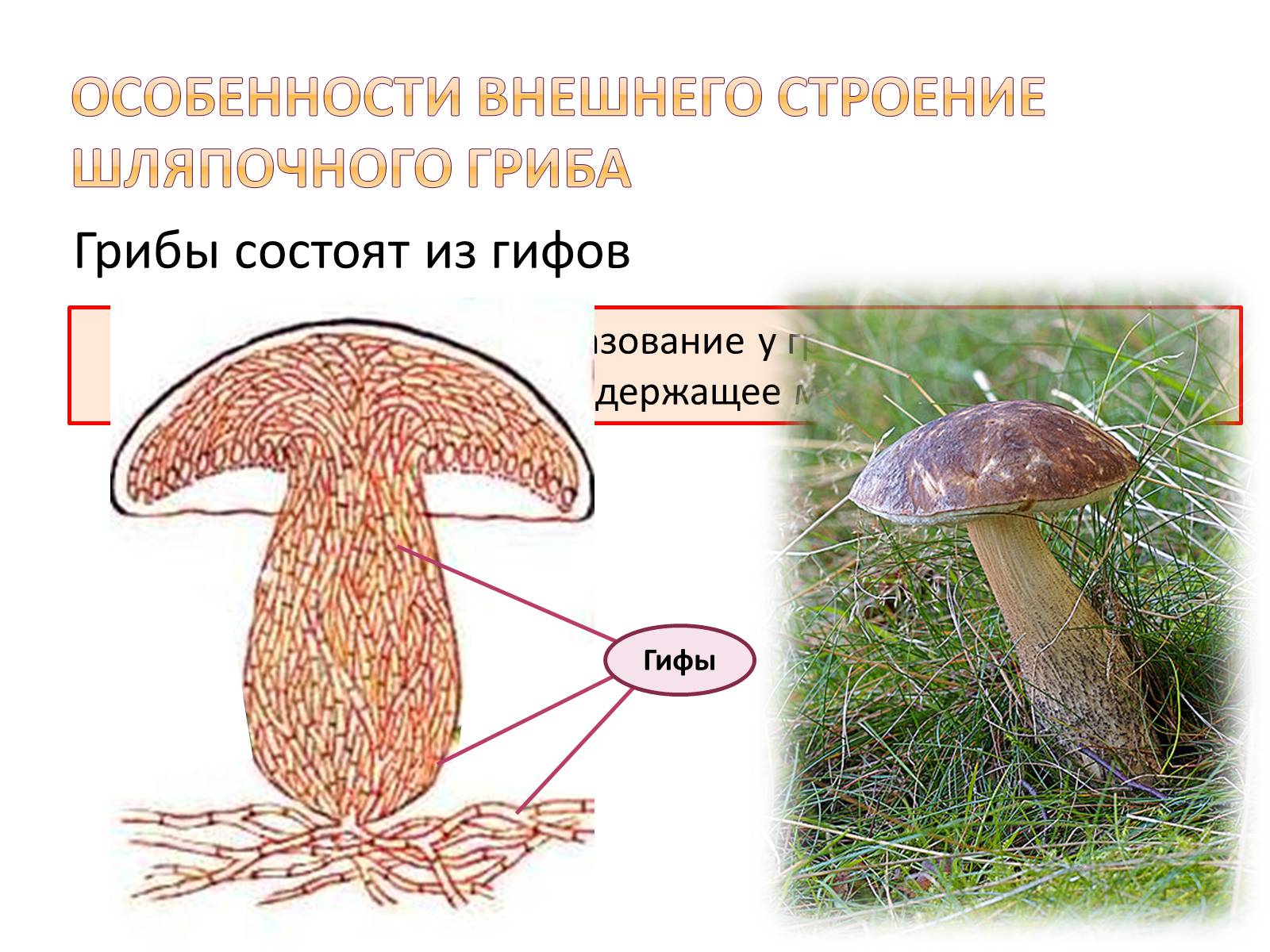 Презентація на тему «Шляпочные грибы» - Слайд #5