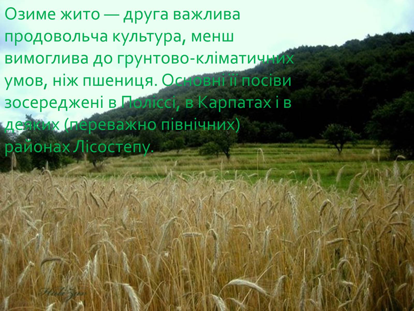 Презентація на тему «Зернове господарство України» - Слайд #18