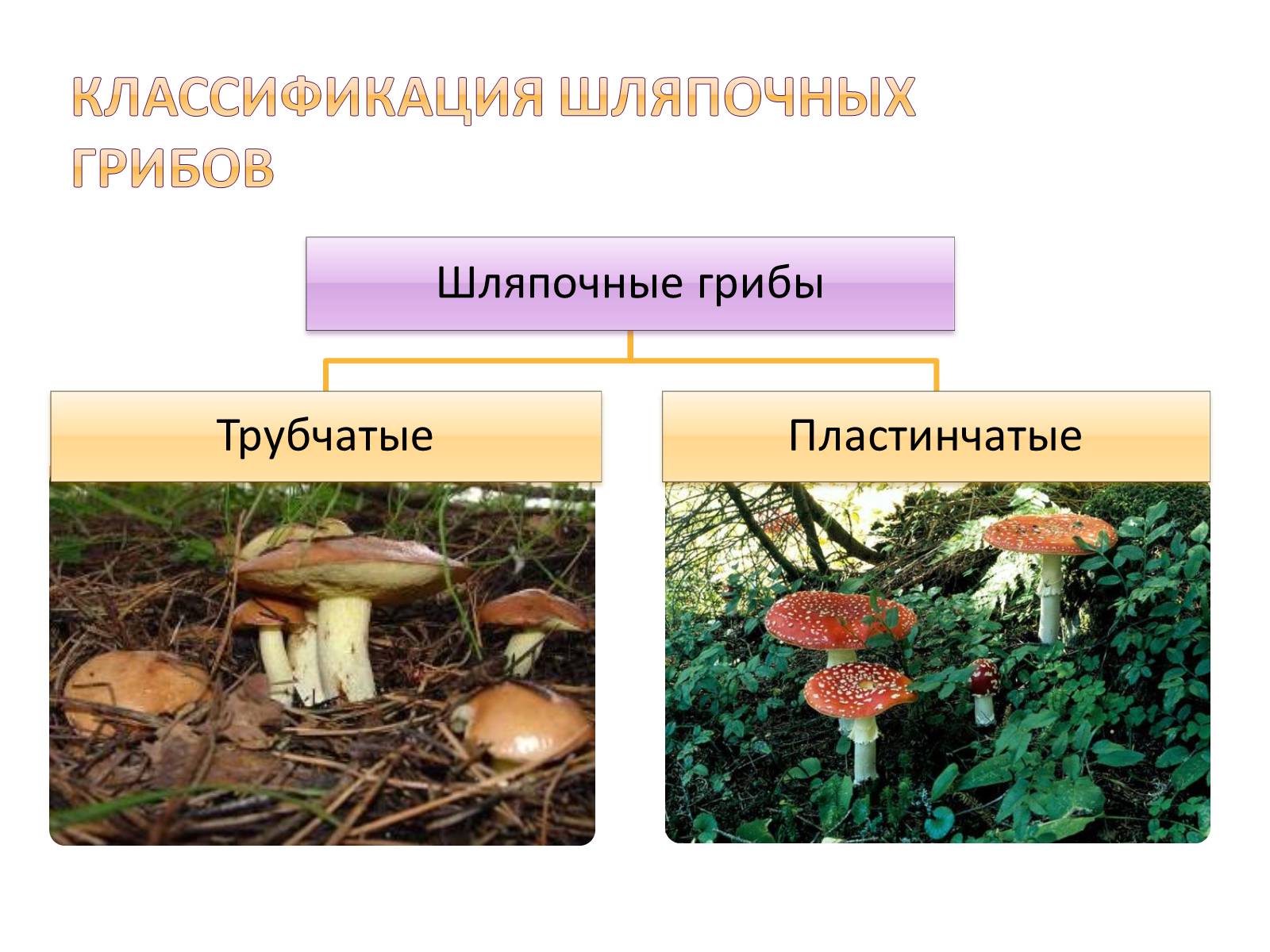 Признаки шляпочных пластинчатых грибов