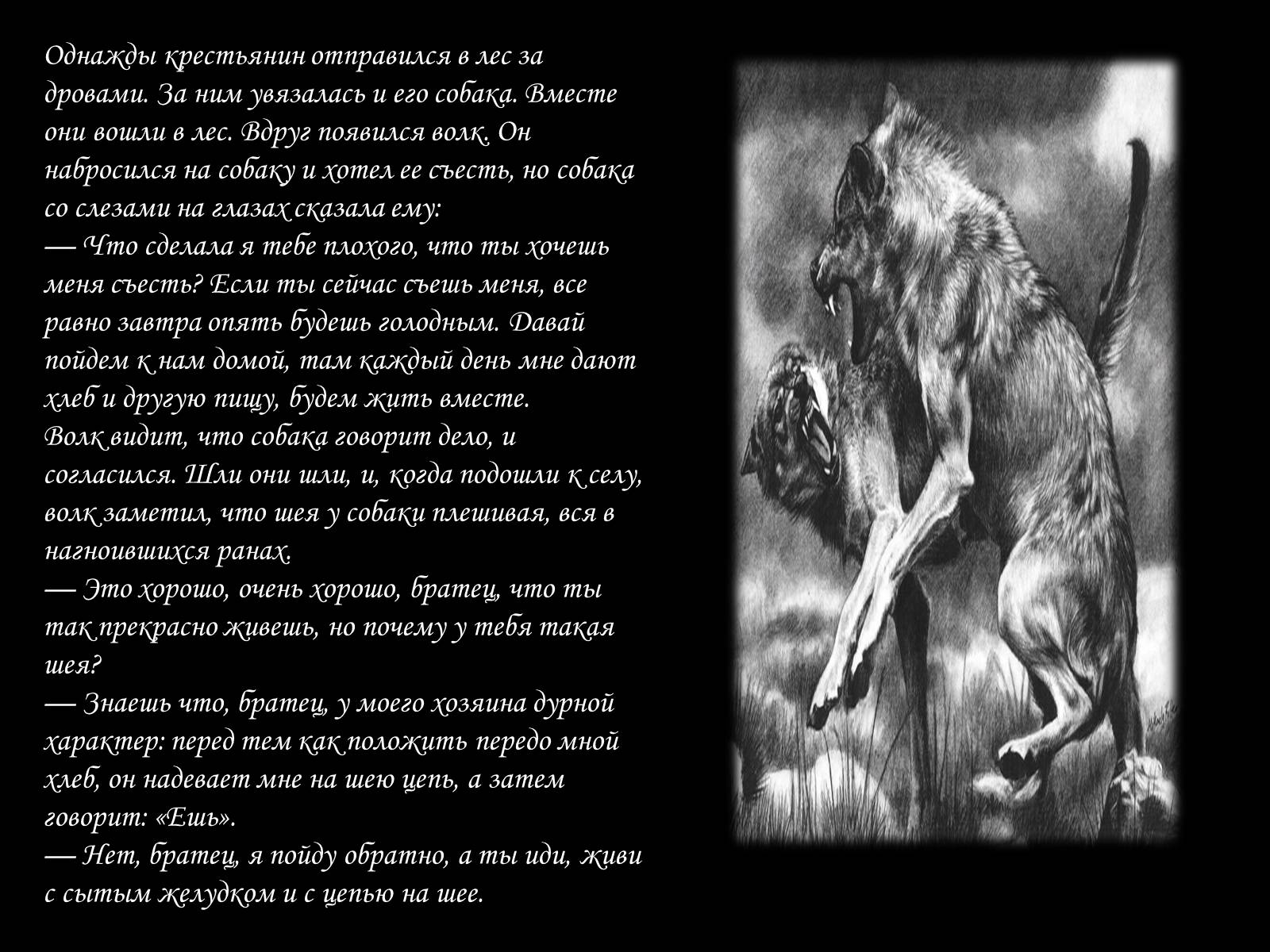 Презентація на тему «По волчьей тропе людскими шагами» - Слайд #7
