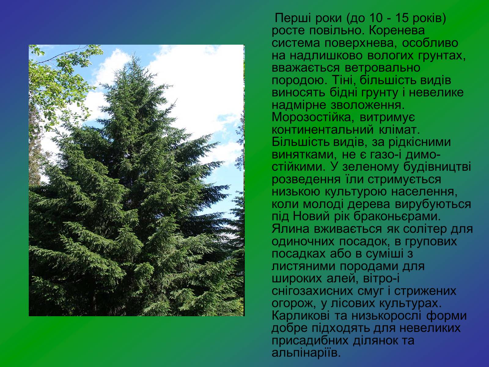 Презентація на тему «Декоративні та вічнозелені кущі та дерева» - Слайд #17