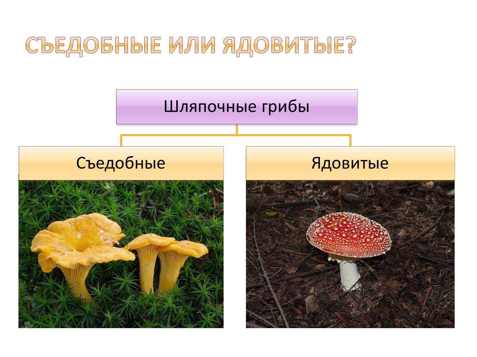 Шляпочные грибы съедобные грибы