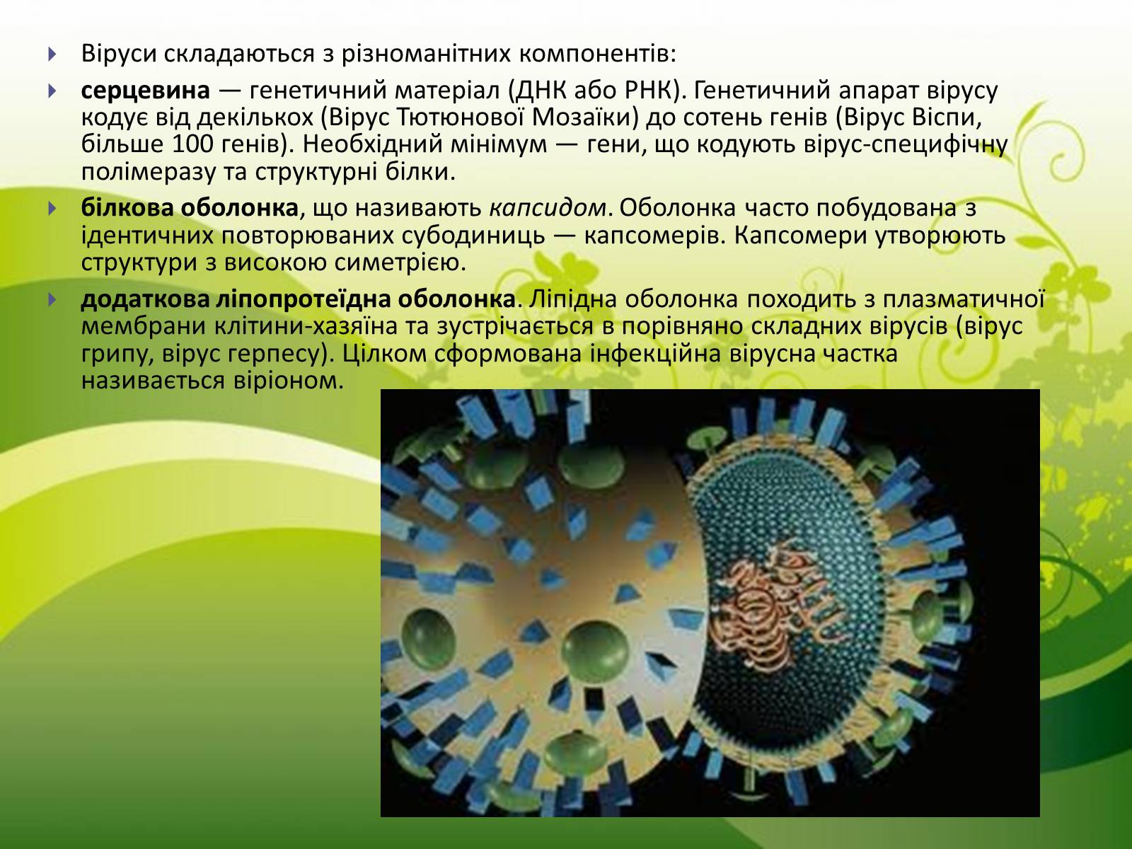 Презентація на тему «Віруси» (варіант 16) - Слайд #6