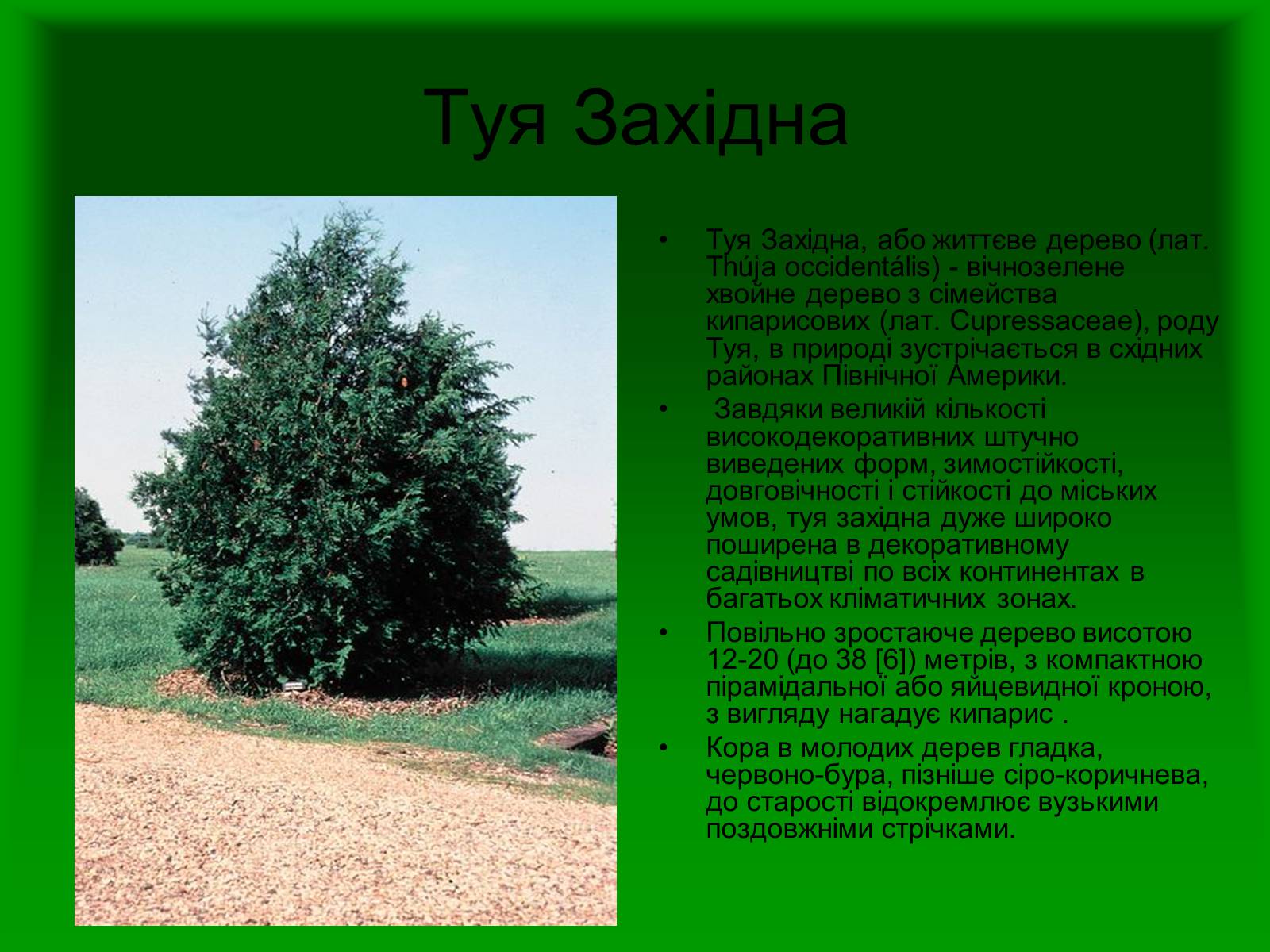 Презентація на тему «Декоративні та вічнозелені кущі та дерева» - Слайд #21