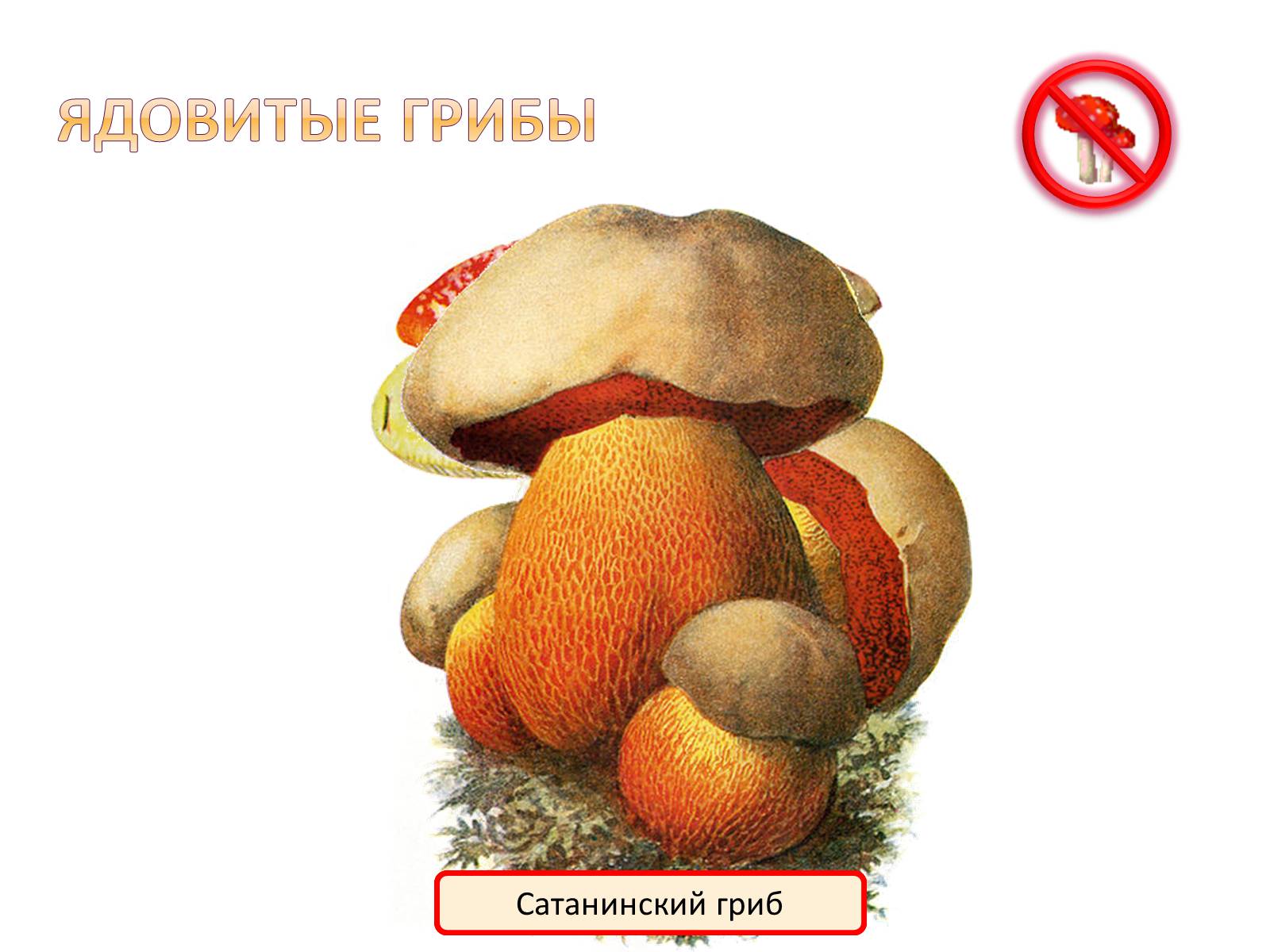 Презентація на тему «Шляпочные грибы» - Слайд #11