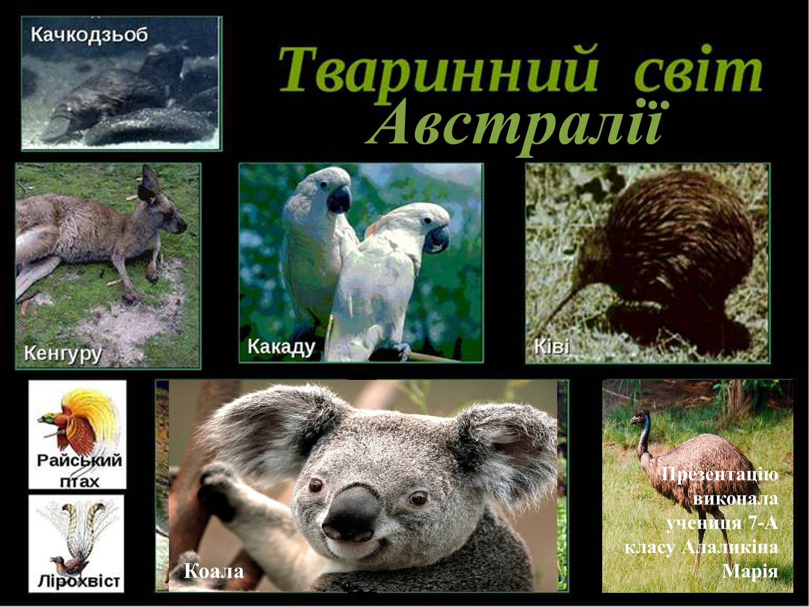 Презентація на тему «Тваринний світ Австралії» - Слайд #1