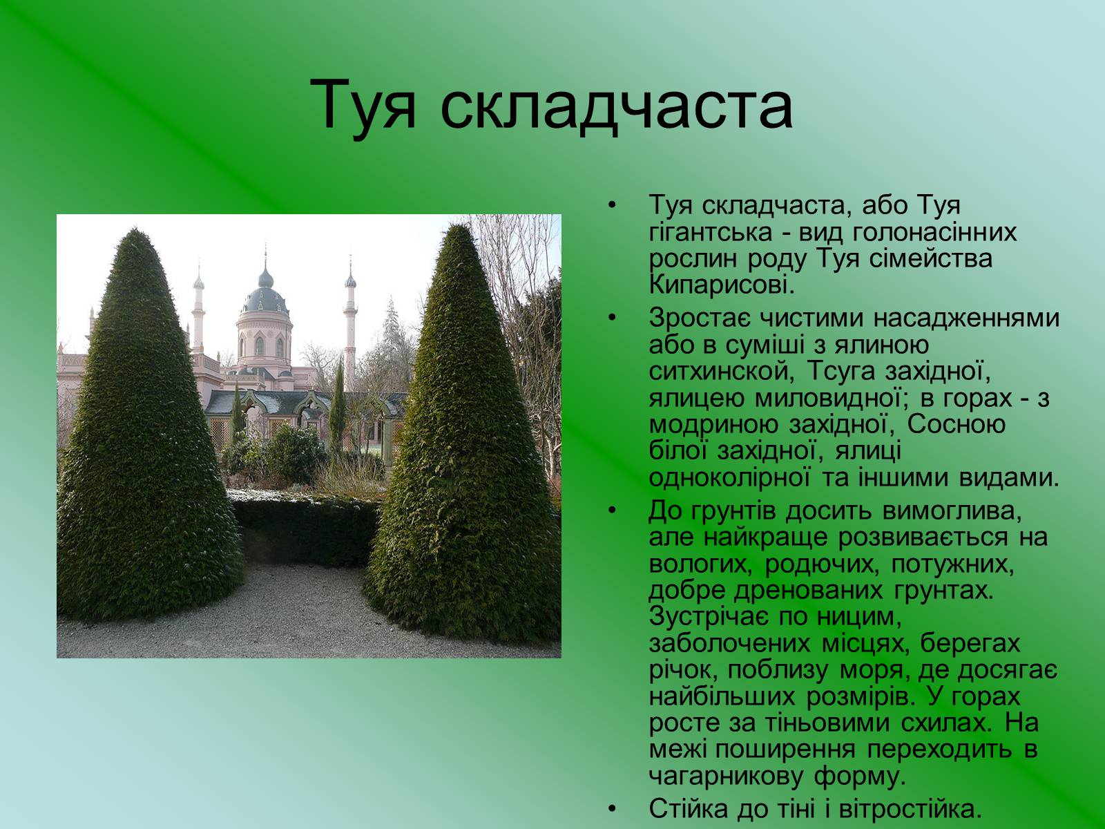 Презентація на тему «Декоративні та вічнозелені кущі та дерева» - Слайд #22
