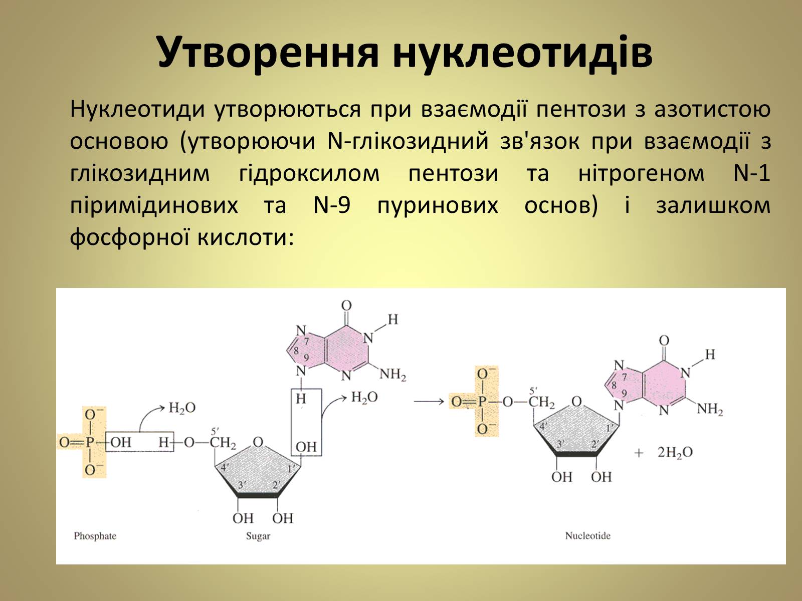 Презентація на тему «Нуклеїнові кислоти» (варіант 5) - Слайд #13