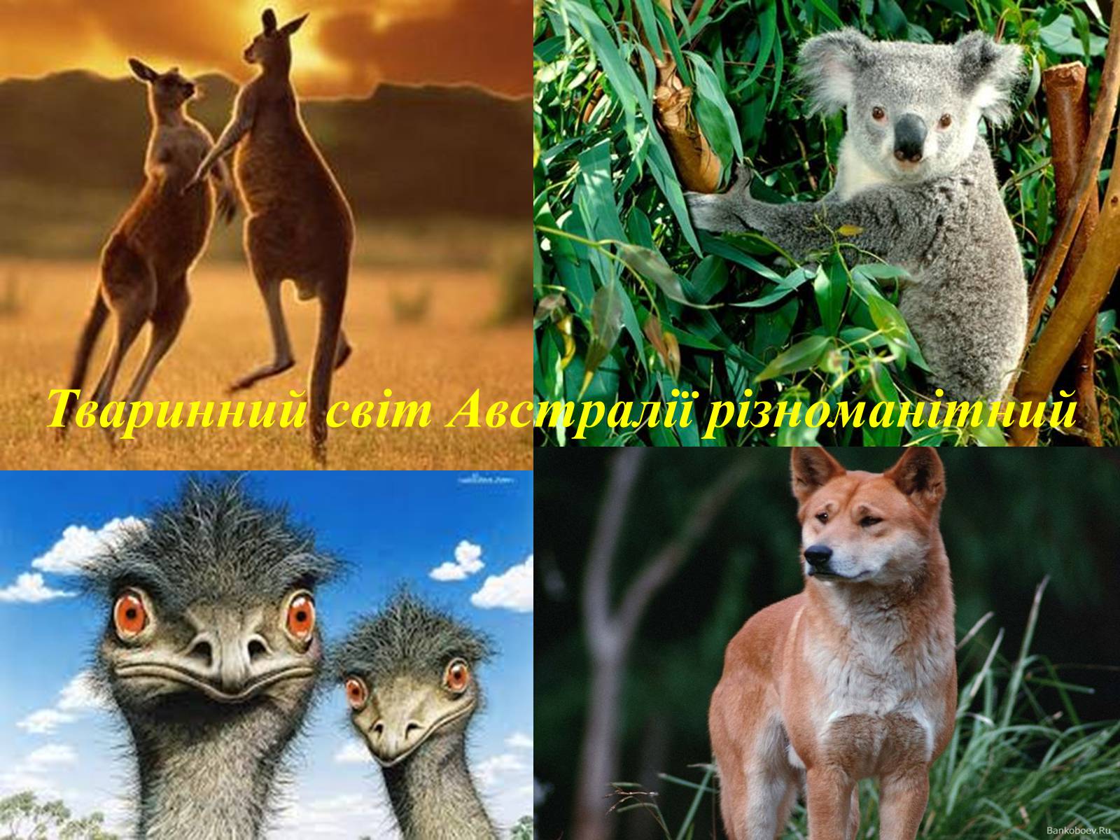 Презентація на тему «Тваринний світ Австралії» - Слайд #4