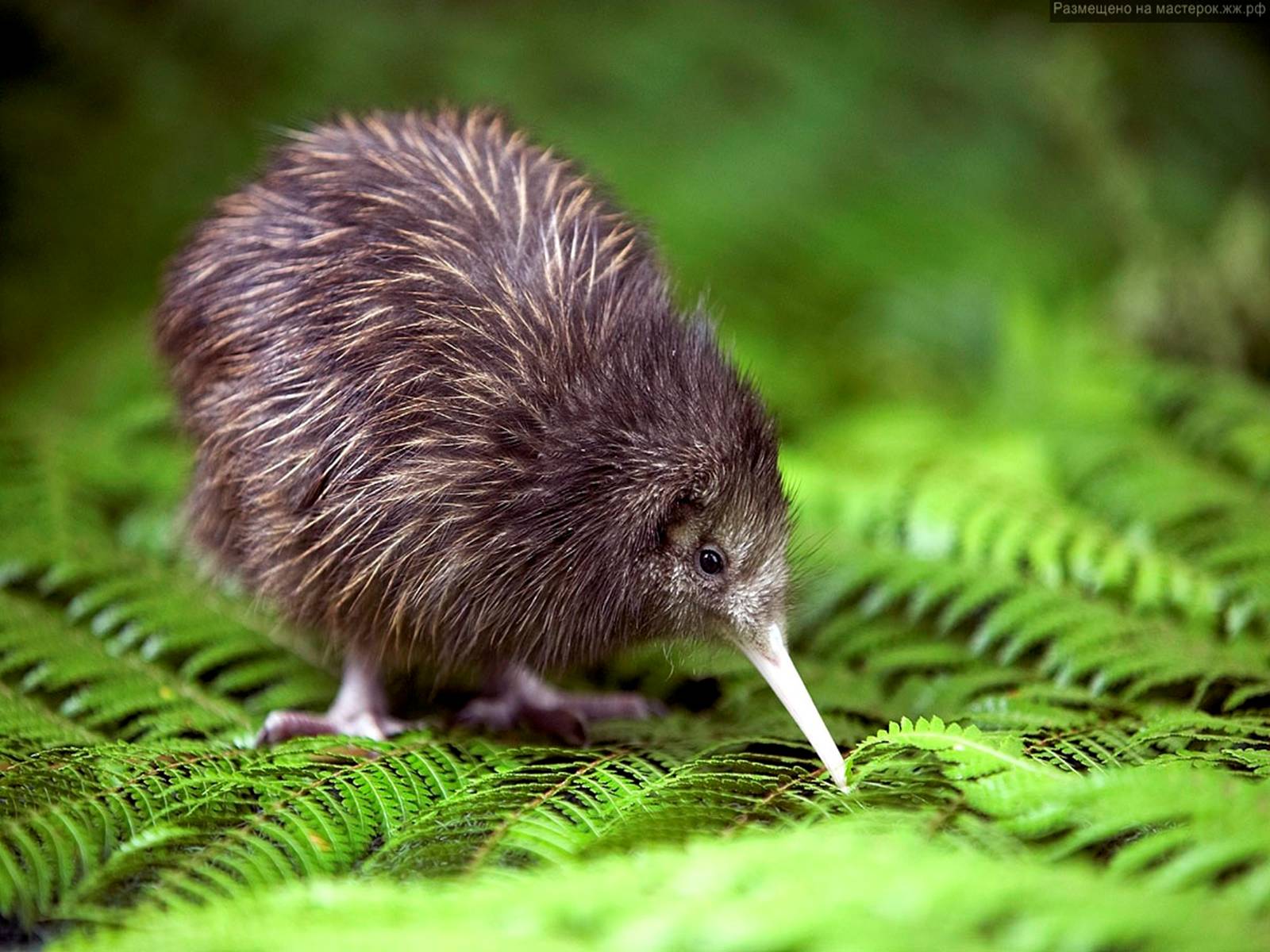 Презентація на тему «Тваринний світ Австралії» - Слайд #9