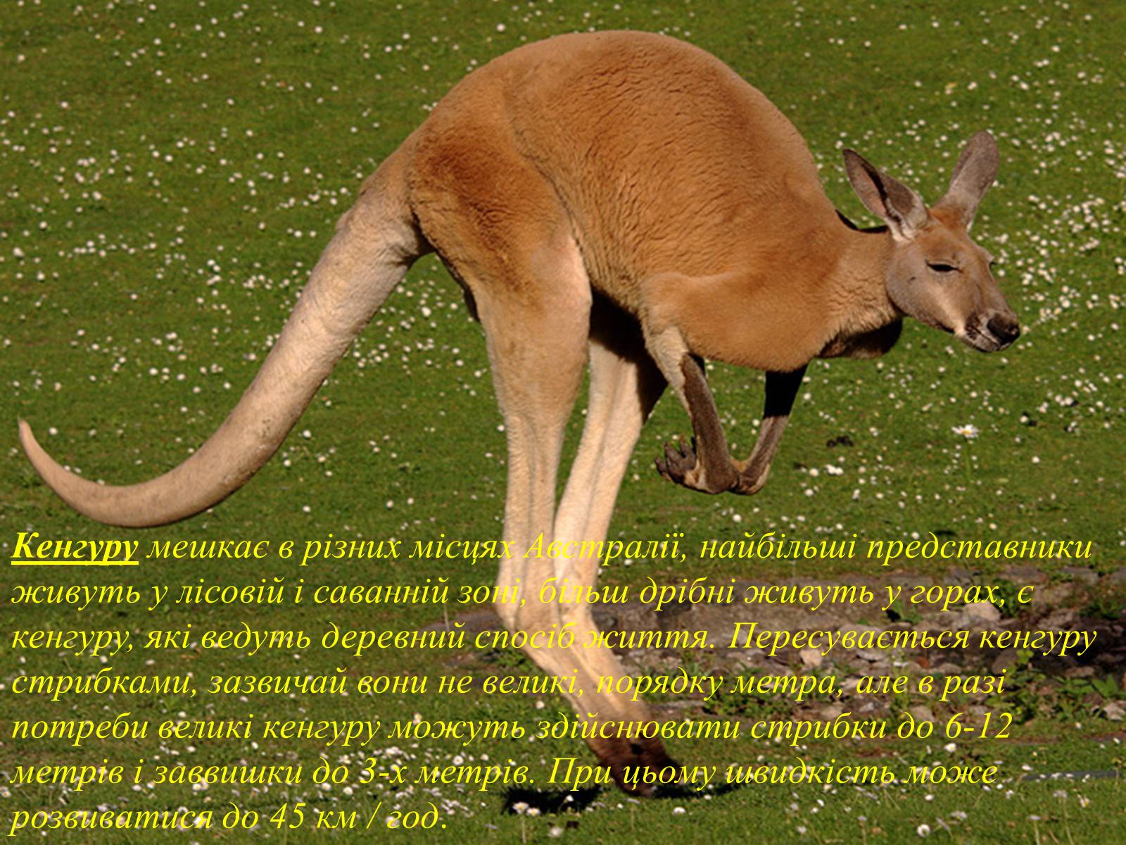 Презентація на тему «Тваринний світ Австралії» - Слайд #11