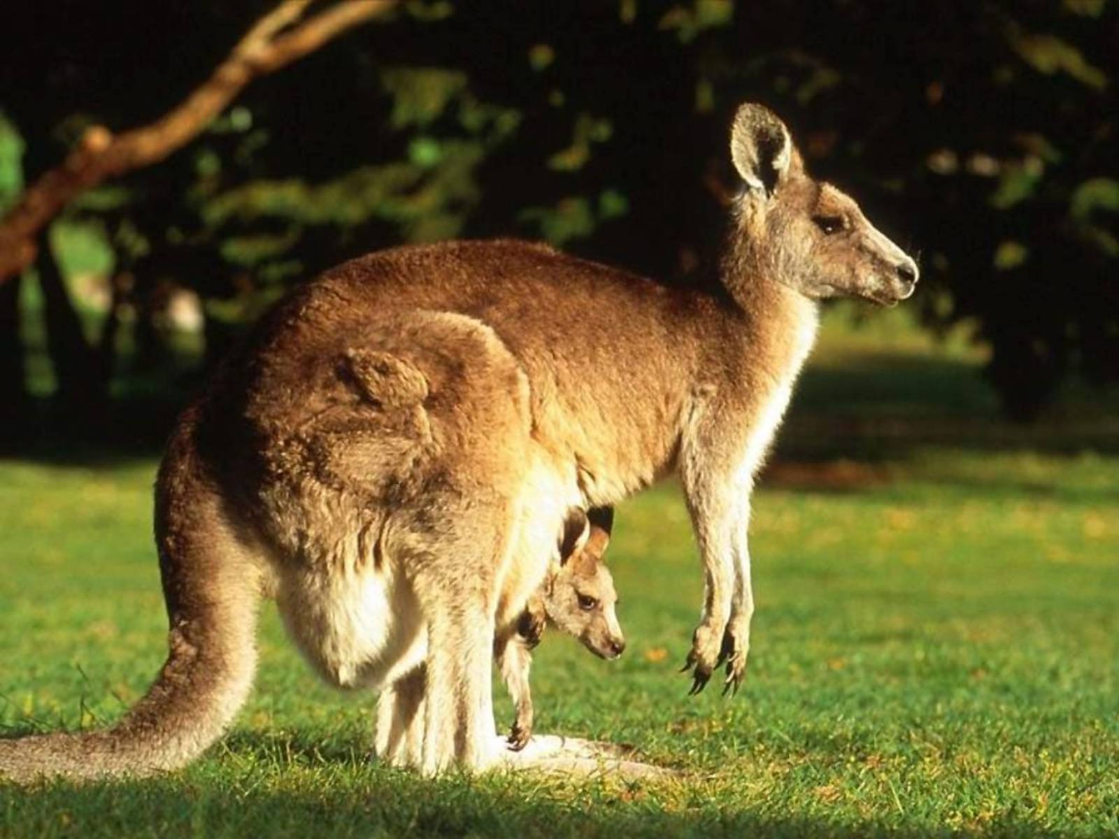 Презентація на тему «Тваринний світ Австралії» - Слайд #12