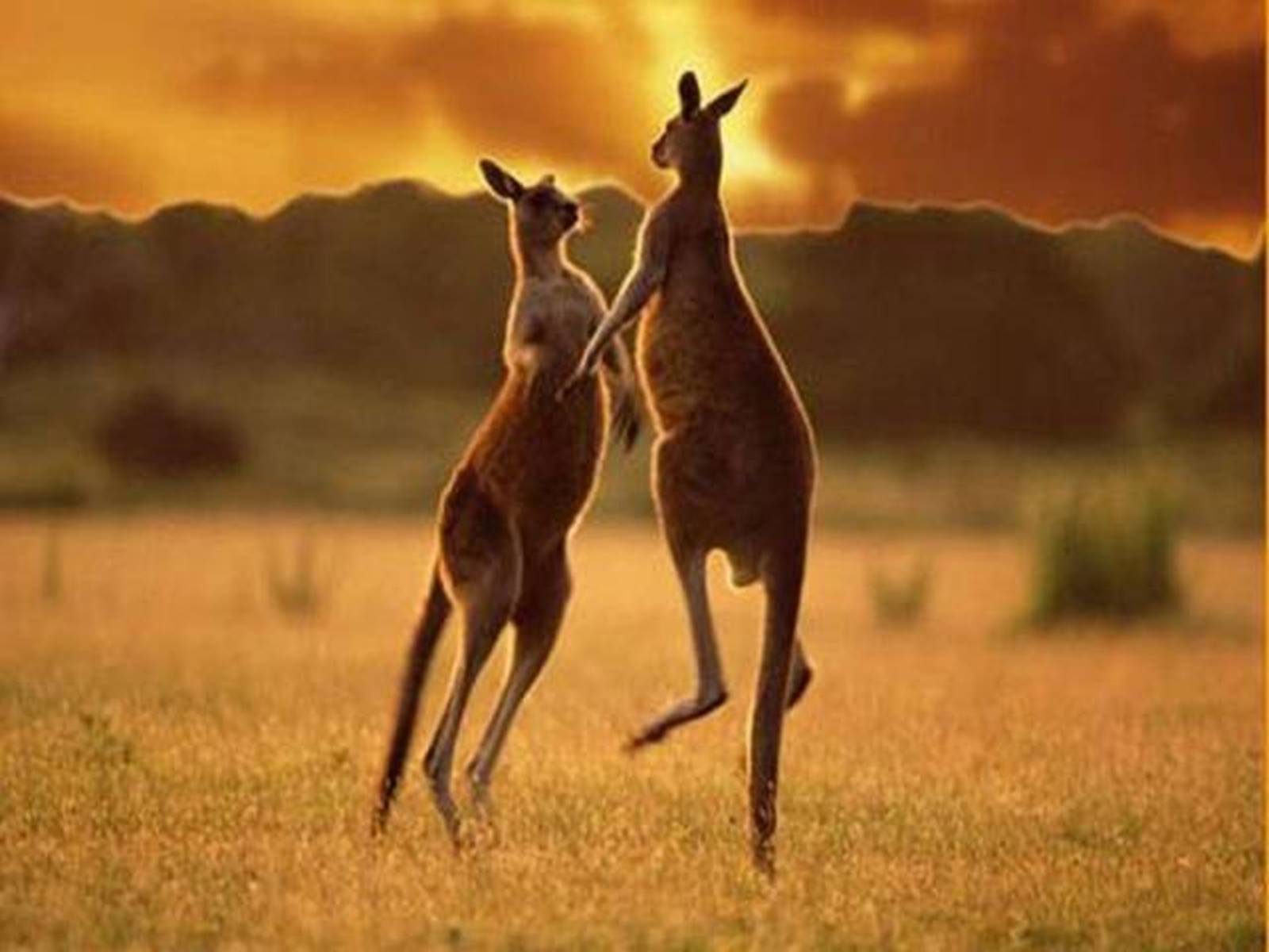 Презентація на тему «Тваринний світ Австралії» - Слайд #13