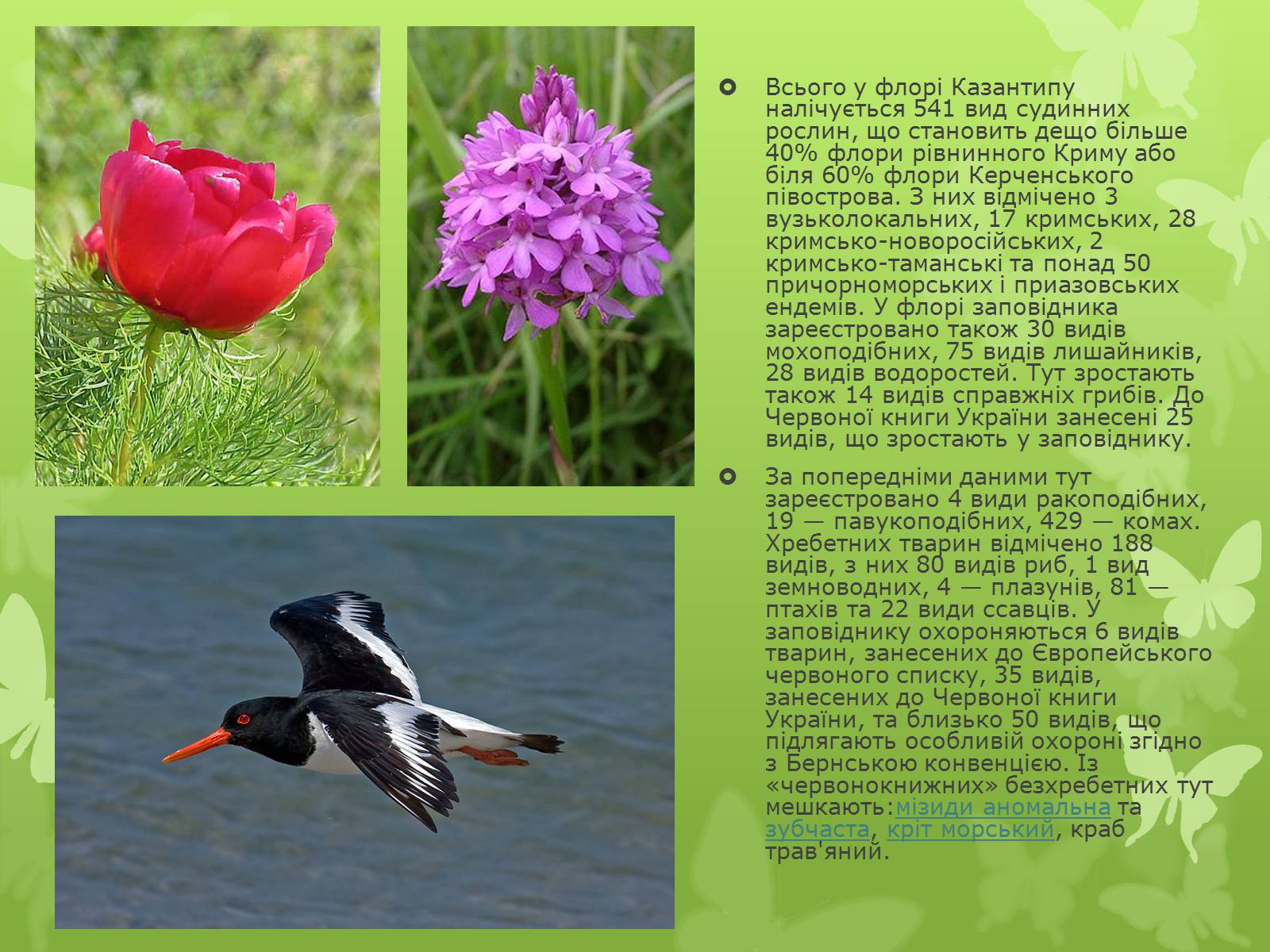 Презентація на тему «Природні заповідники України» (варіант 1) - Слайд #7