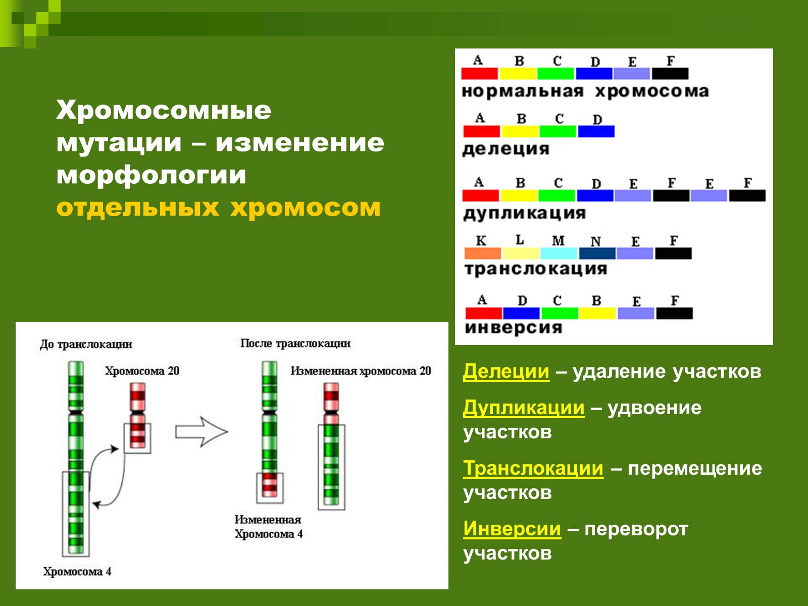 Изменения первой хромосомы. Молекулярный механизм мутаций делеция дупликация инверсия. Хромосомные мутации ЕГЭ биология. Хромосомные мутации инверсия делеция. Делеция участка хромосомы Тип мутации.