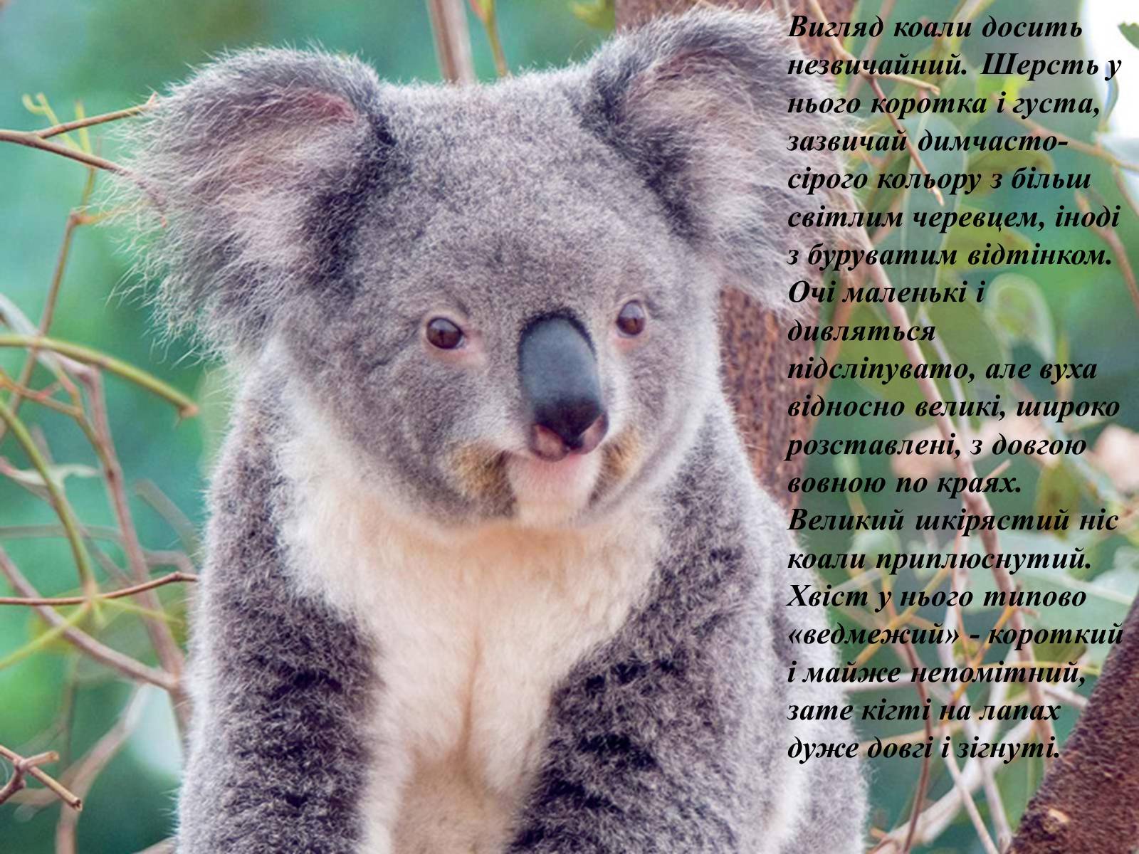 Презентація на тему «Тваринний світ Австралії» - Слайд #20