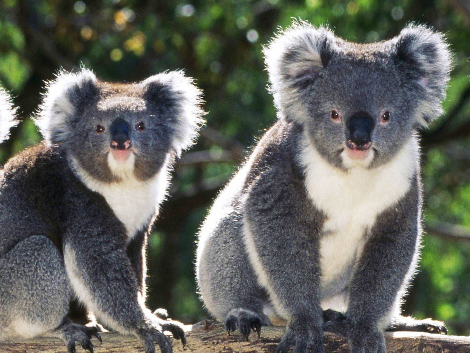 Презентація на тему «Тваринний світ Австралії» - Слайд #21