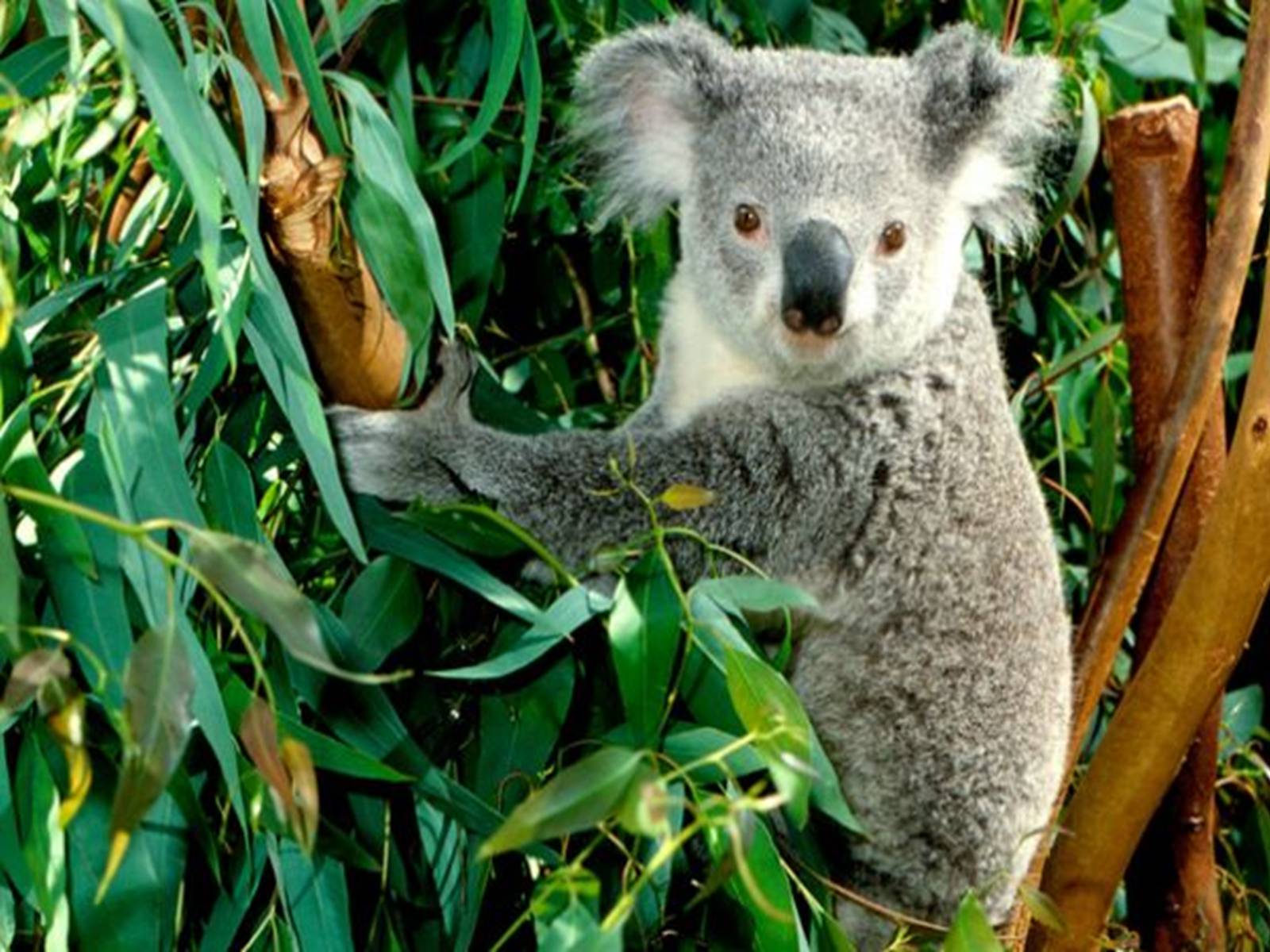 Презентація на тему «Тваринний світ Австралії» - Слайд #22