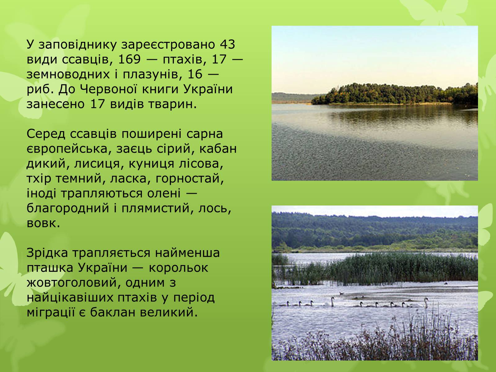 Презентація на тему «Природні заповідники України» (варіант 1) - Слайд #13