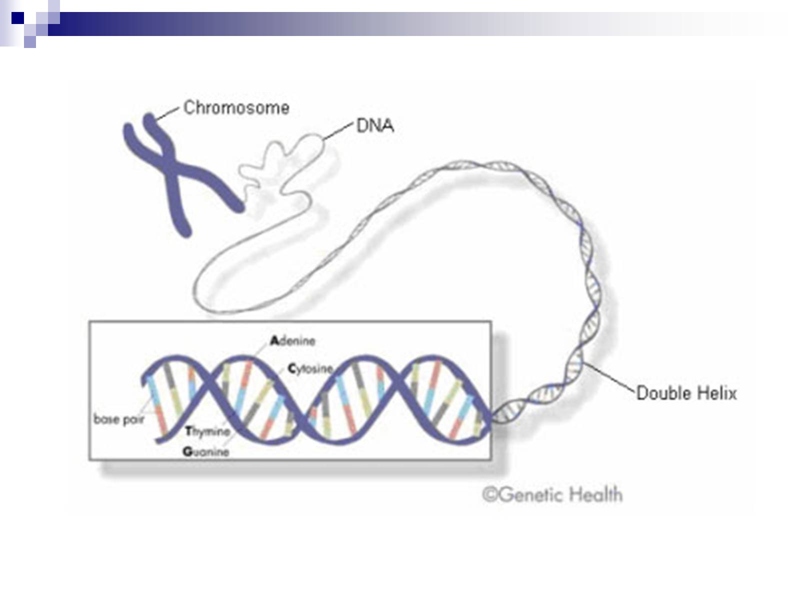 Презентація на тему «Генетика» (варіант 9) - Слайд #45