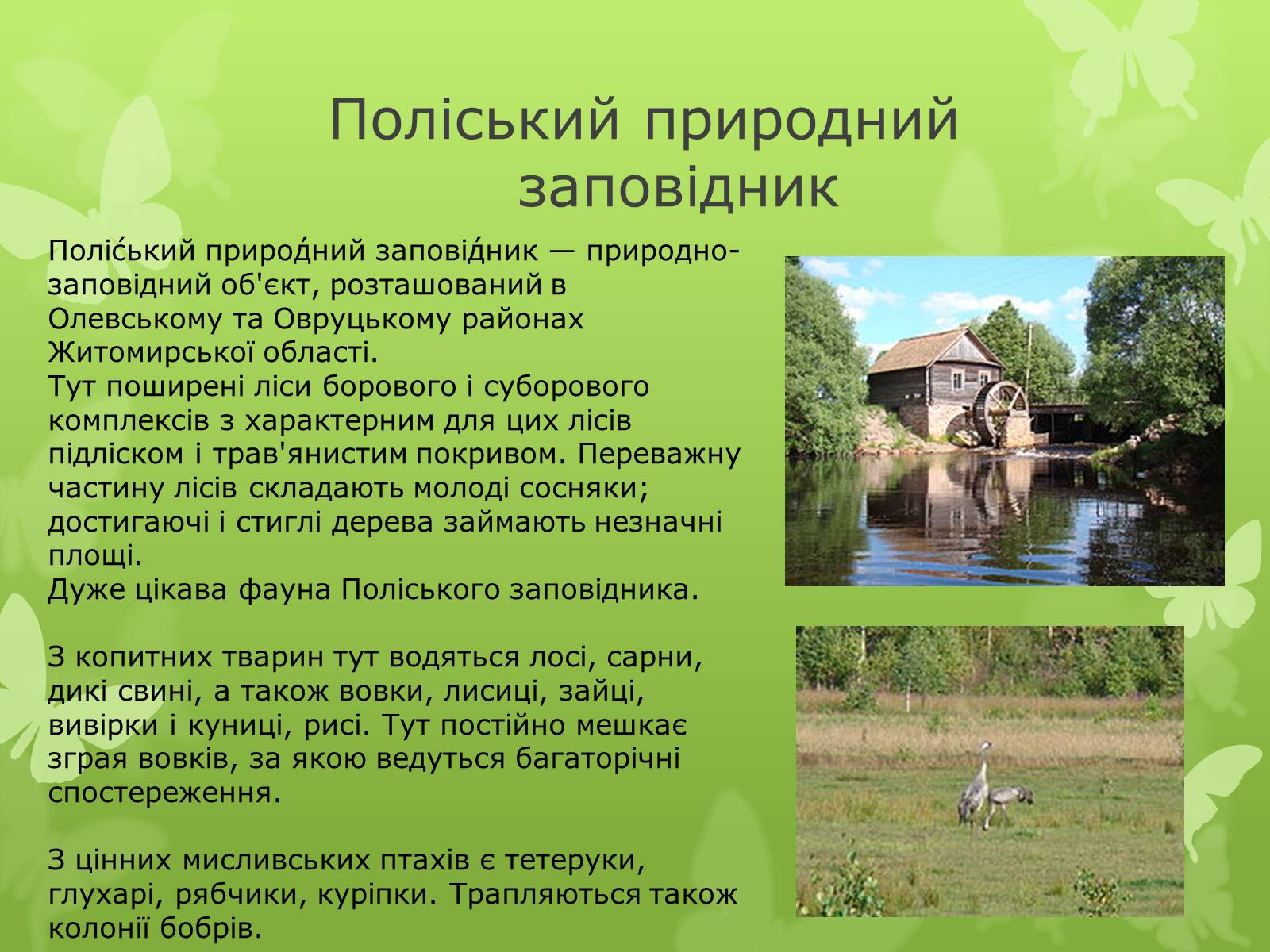 Презентація на тему «Природні заповідники України» (варіант 1) - Слайд #15